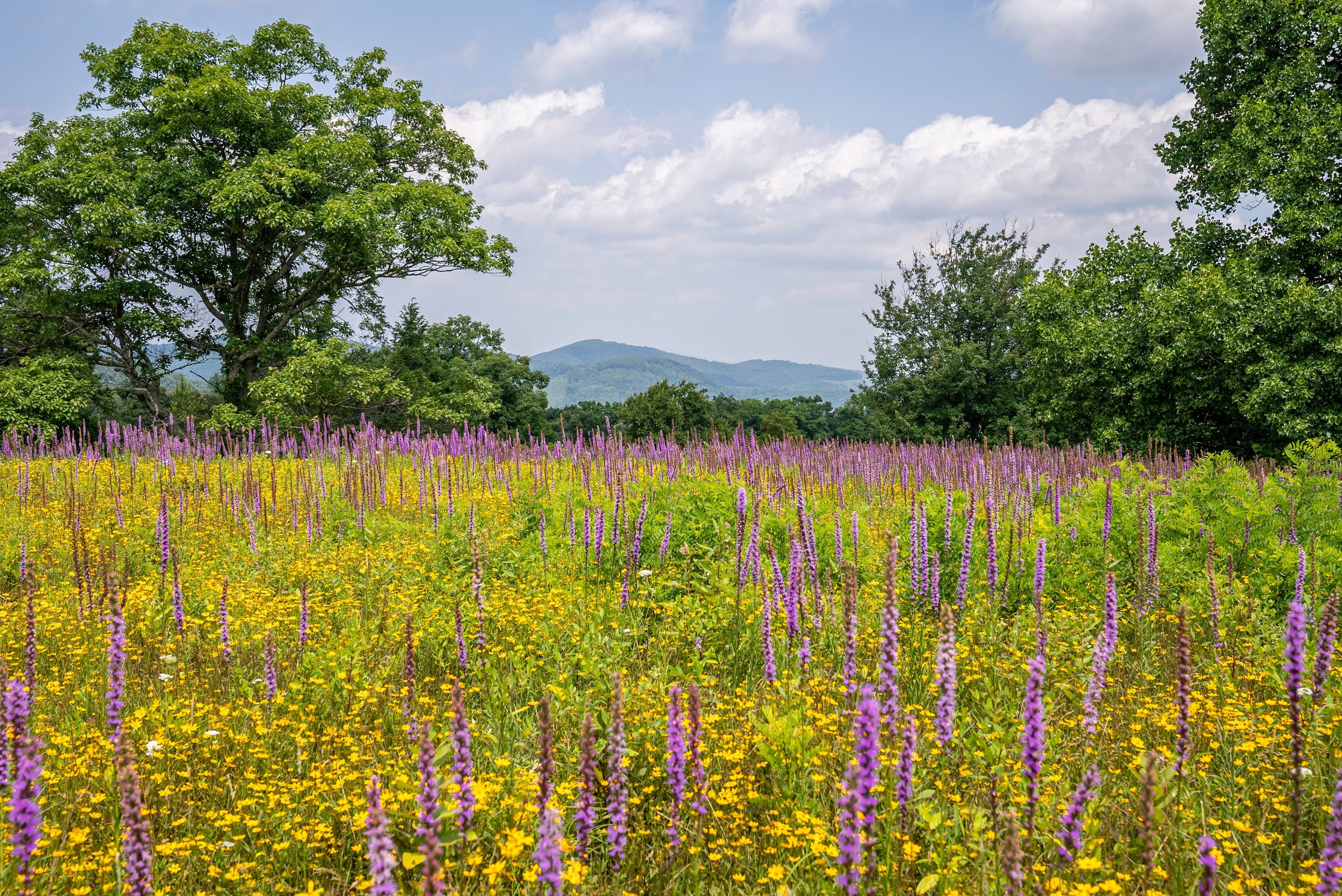 Field of purple and yellow wildflowers bordered by trees, with Blue Ridge mountains in the distance.