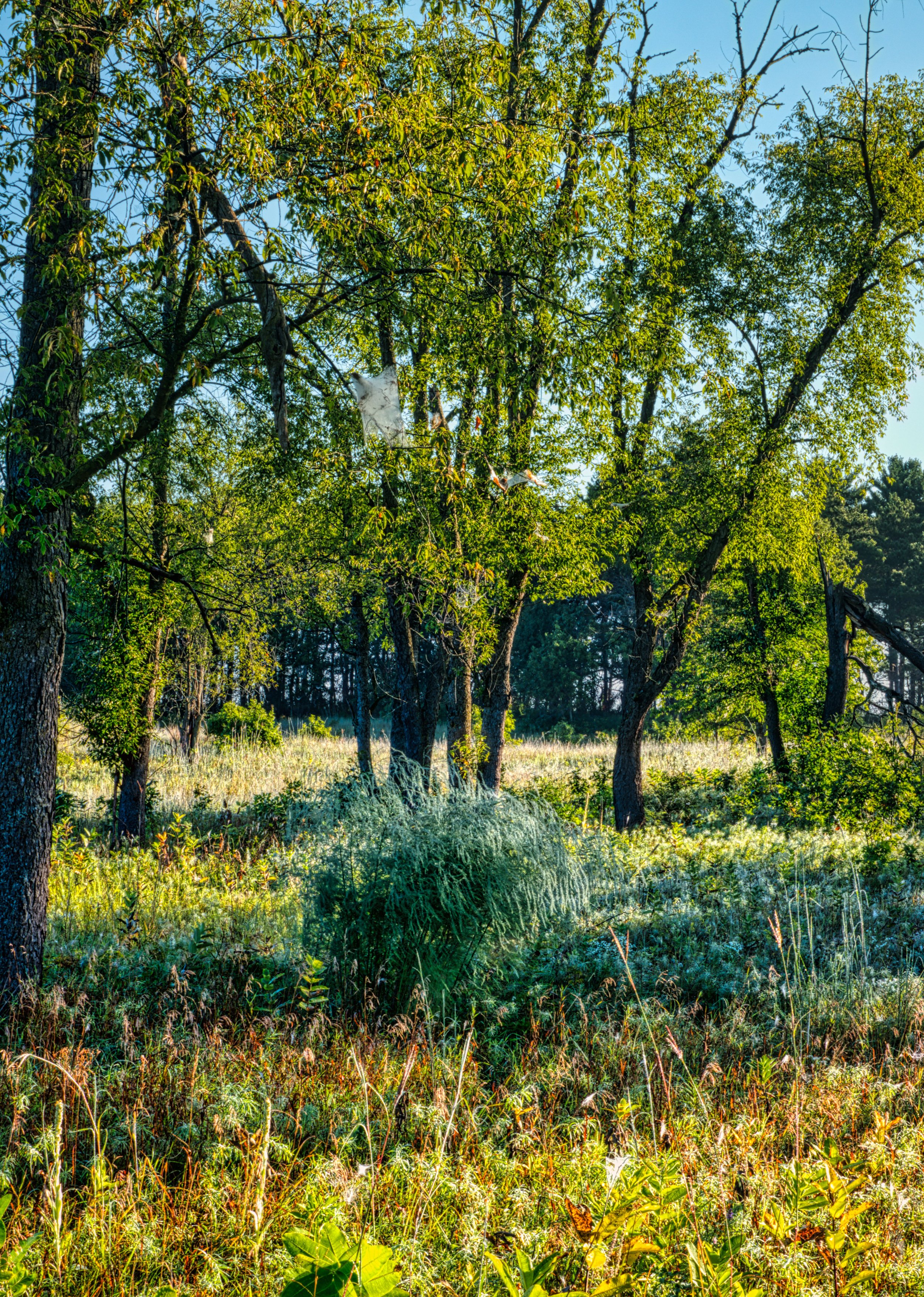 Sunlit woodland edge with mature trees and dense meadow vegetation.
