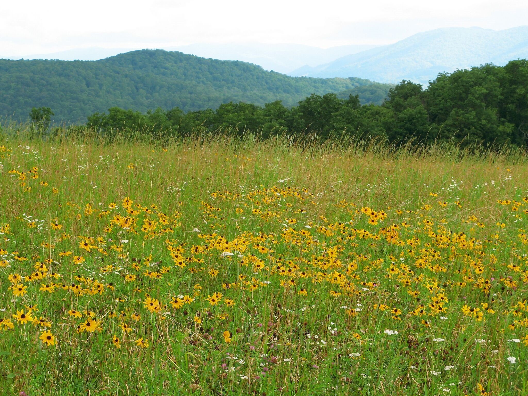 Native wildflower meadow in the Blue Ridge Mountains.