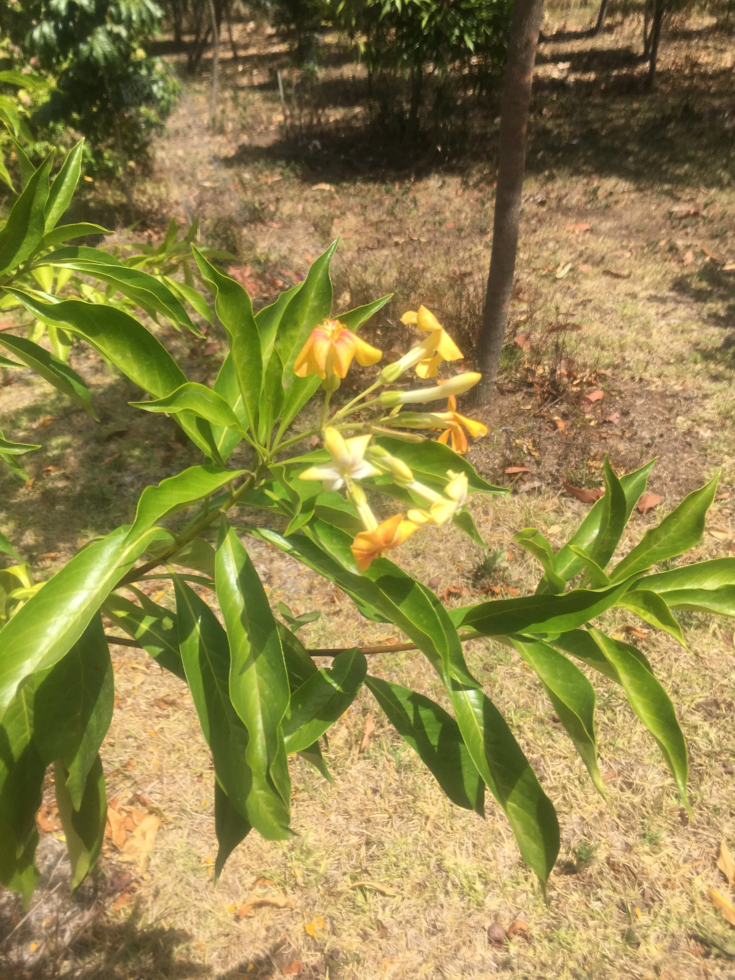 Hymenosporum flavum, Native Frangipani