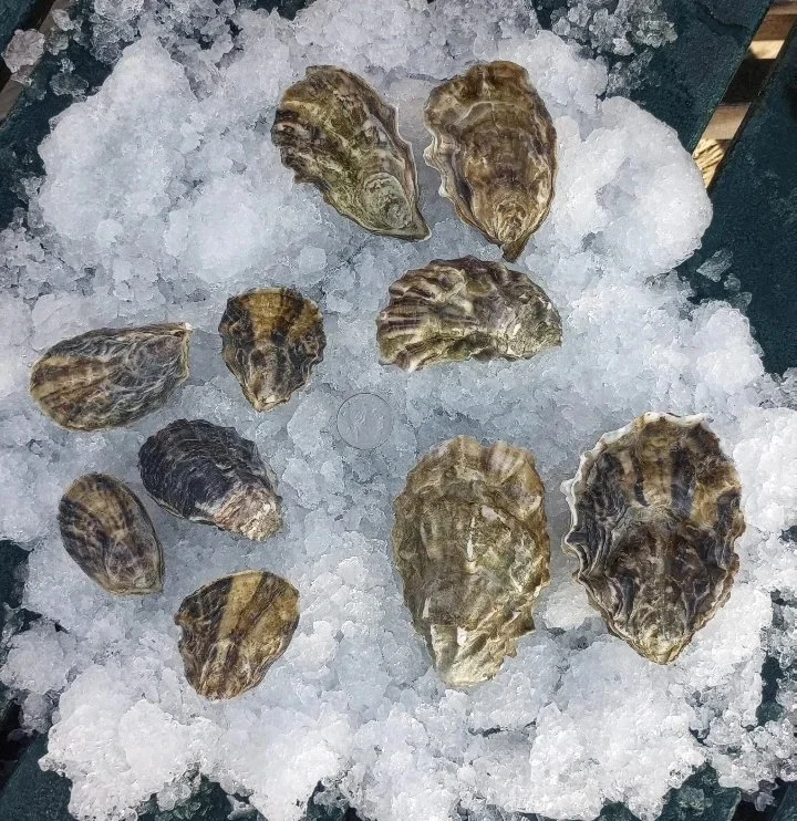 IMG_20251119_140950_840~2.jpg (Copy)