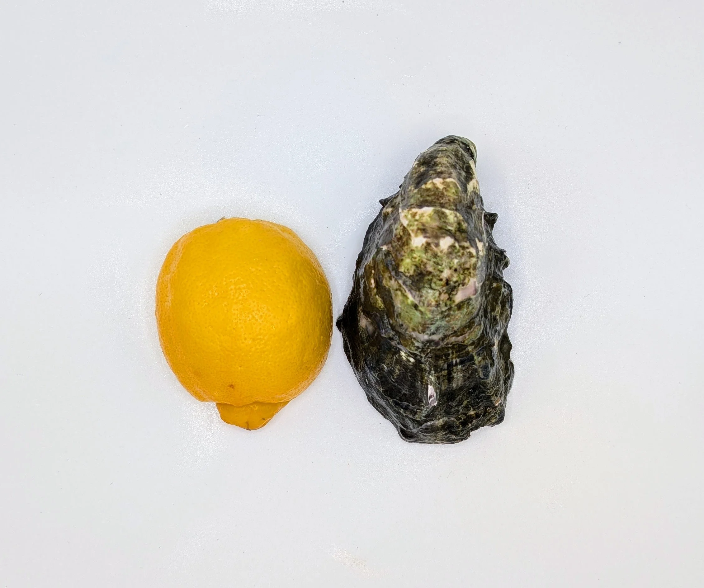 Grassy Bar Miyagi Oysters - King Tide (4-5"), per 3 Dozen