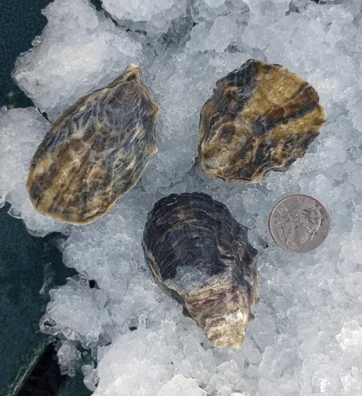 IMG_20251119_141625_489~2.jpg (Copy)