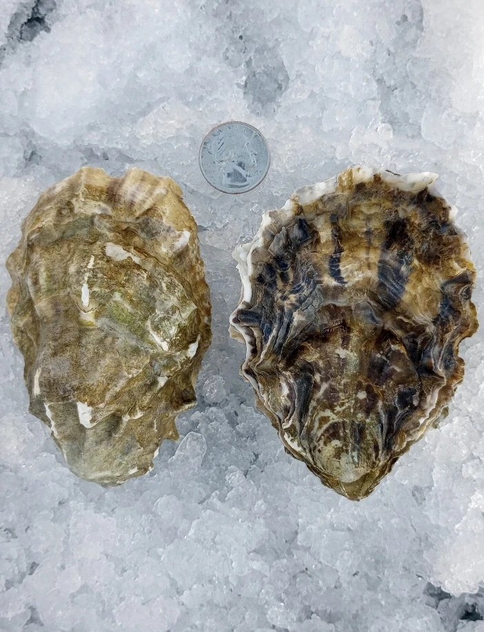 IMG_20251119_141902_843~2.jpg (Copy)