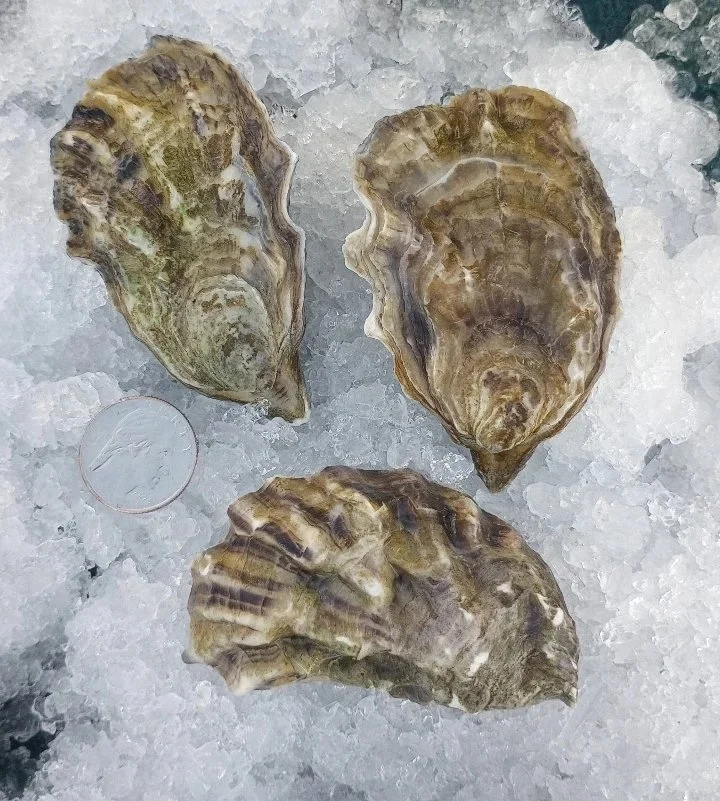 IMG_20251119_141730_781~2.jpg (Copy)