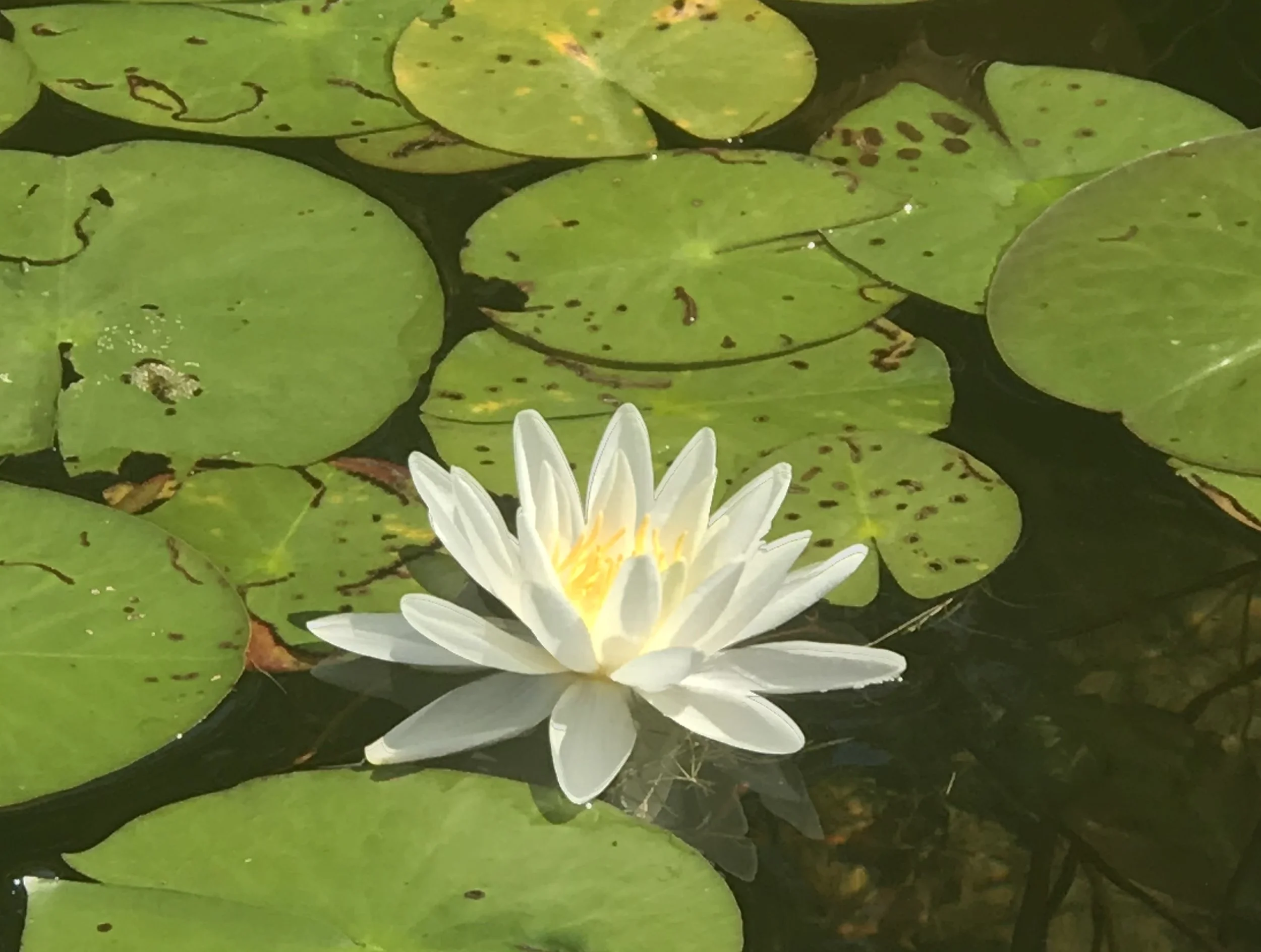 Full Energy Healing Session - (60 minutes)  $150