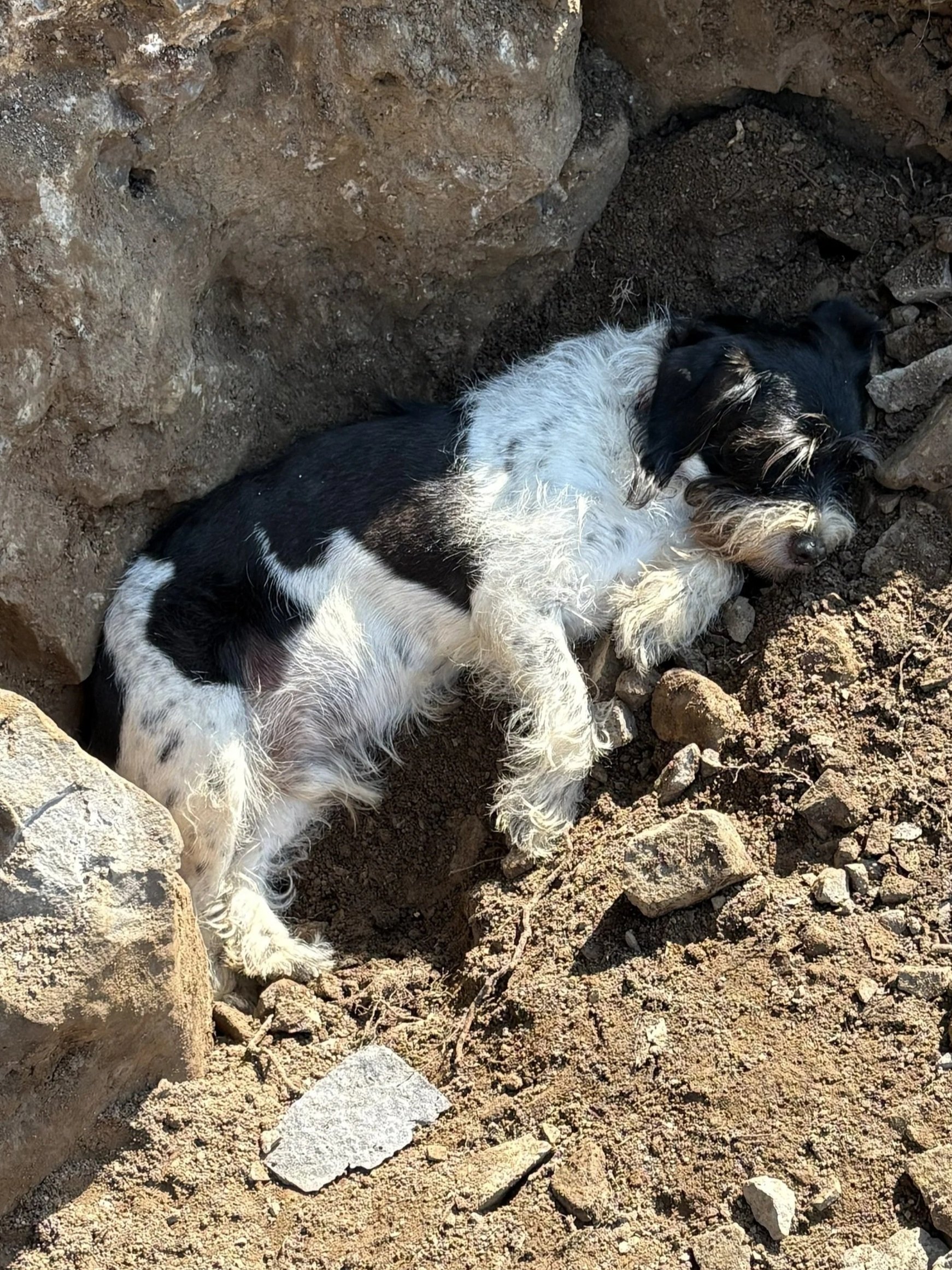 A small black and white dog lying on the dirt and rocks in a shallow hole.