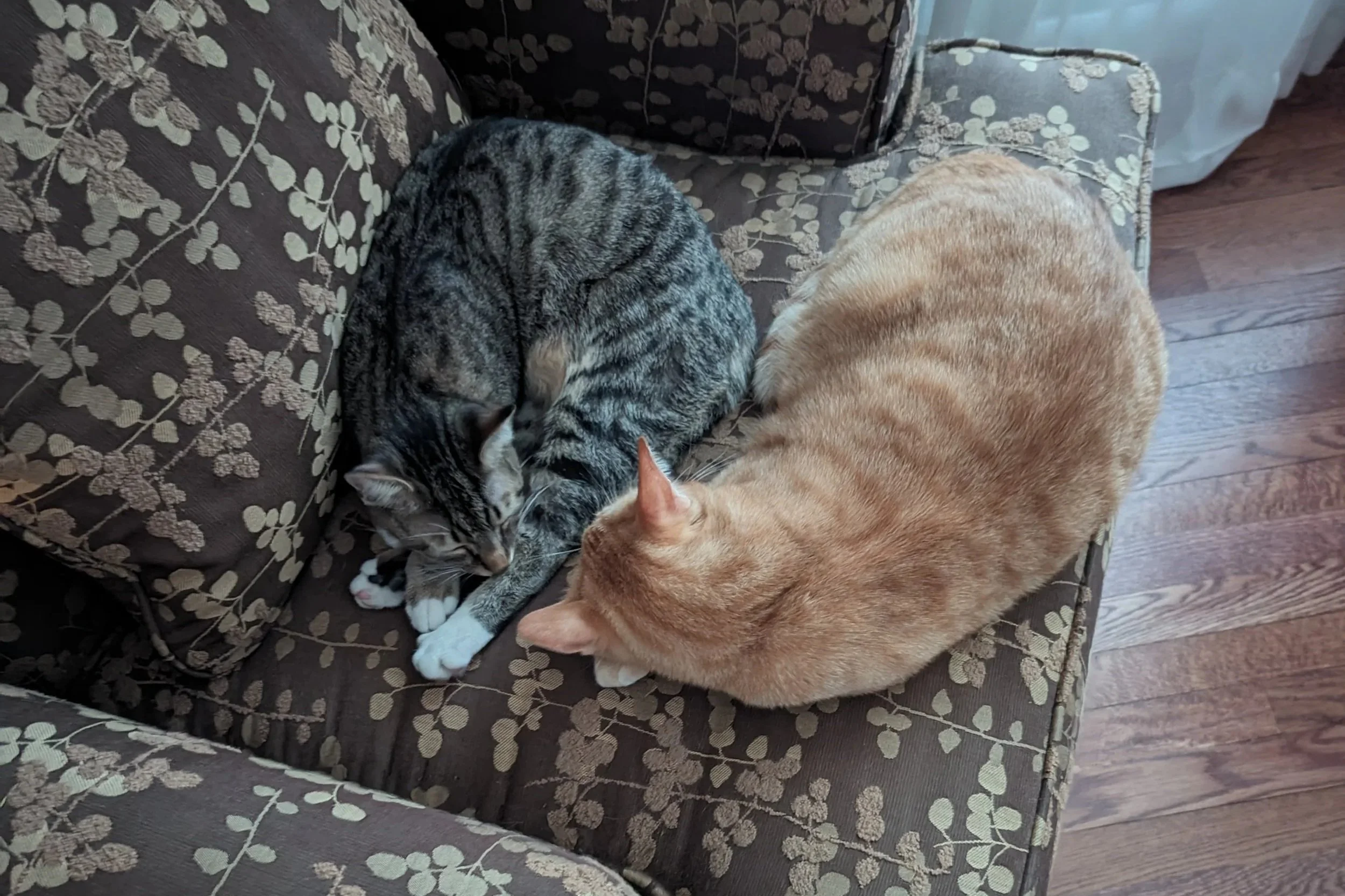 Two cats, one gray with black stripes and one orange, curled up together on a floral patterned brown couch.