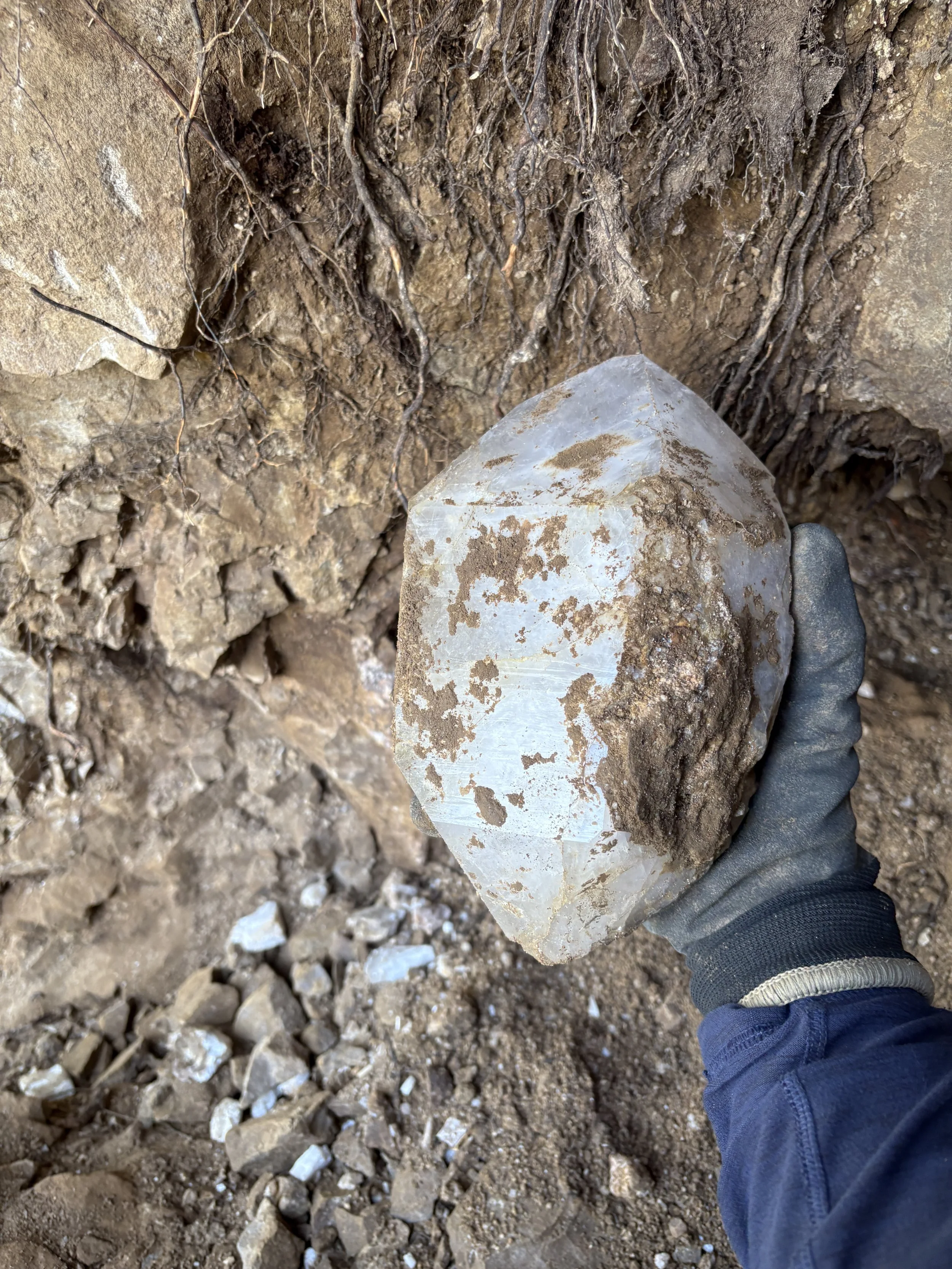 Close-up of a person's hand wearing a black glove, holding a large clear quartz crystal partially covered with dirt, in a dug-up hole with exposed tree roots and loose soil.