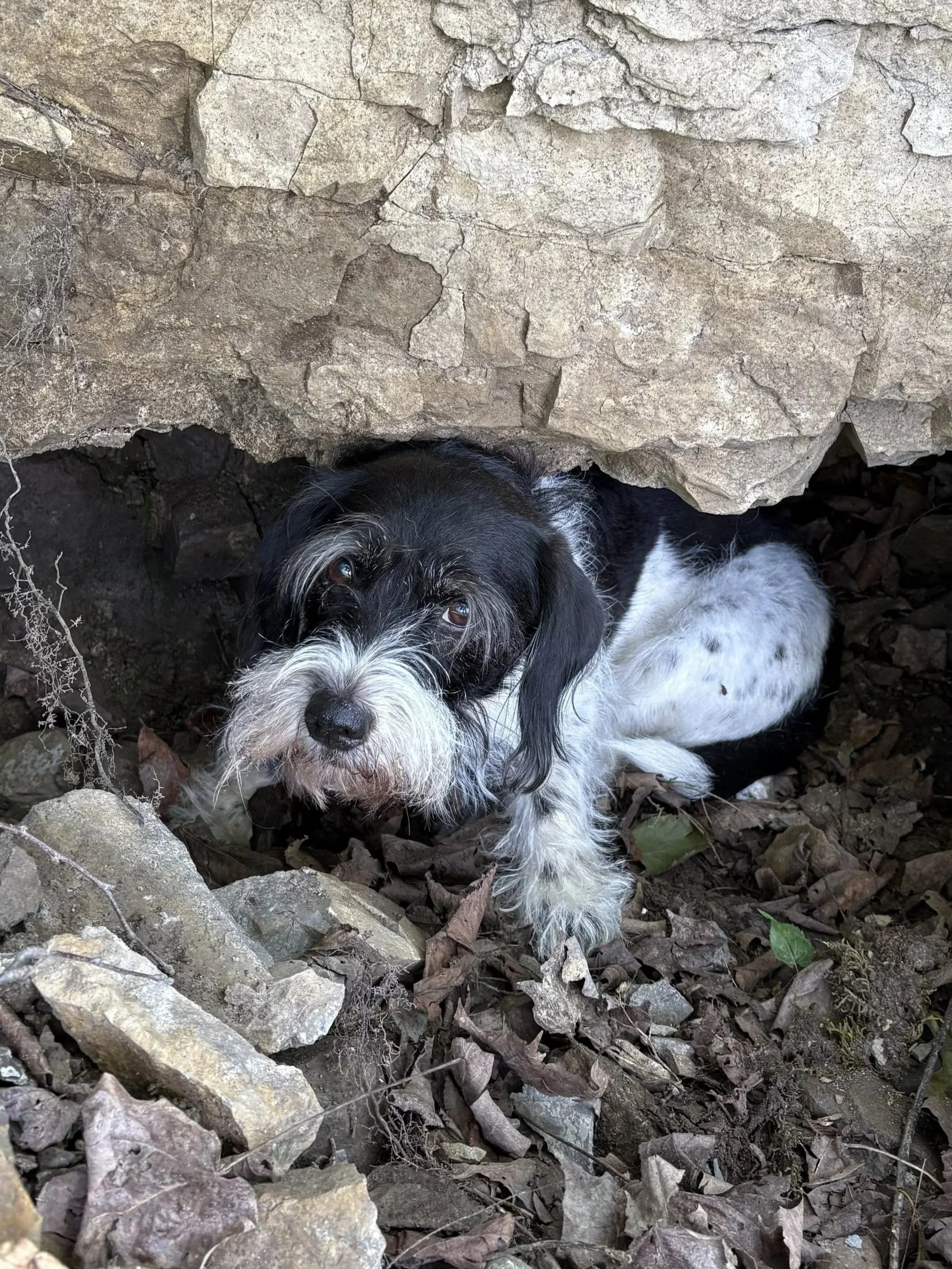 A black and white dog with floppy ears, lying under a large rock, surrounded by dirt, leaves, and small stones.