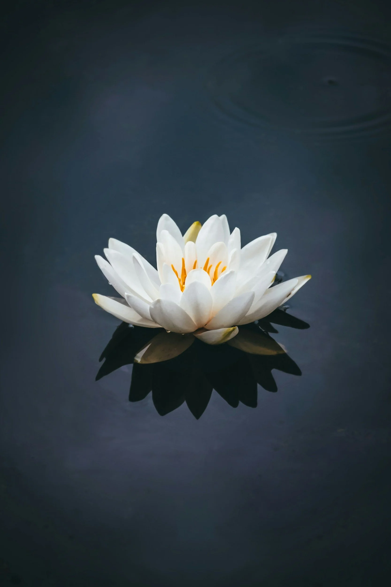 White water lily flower floating on dark water with its reflection visible.