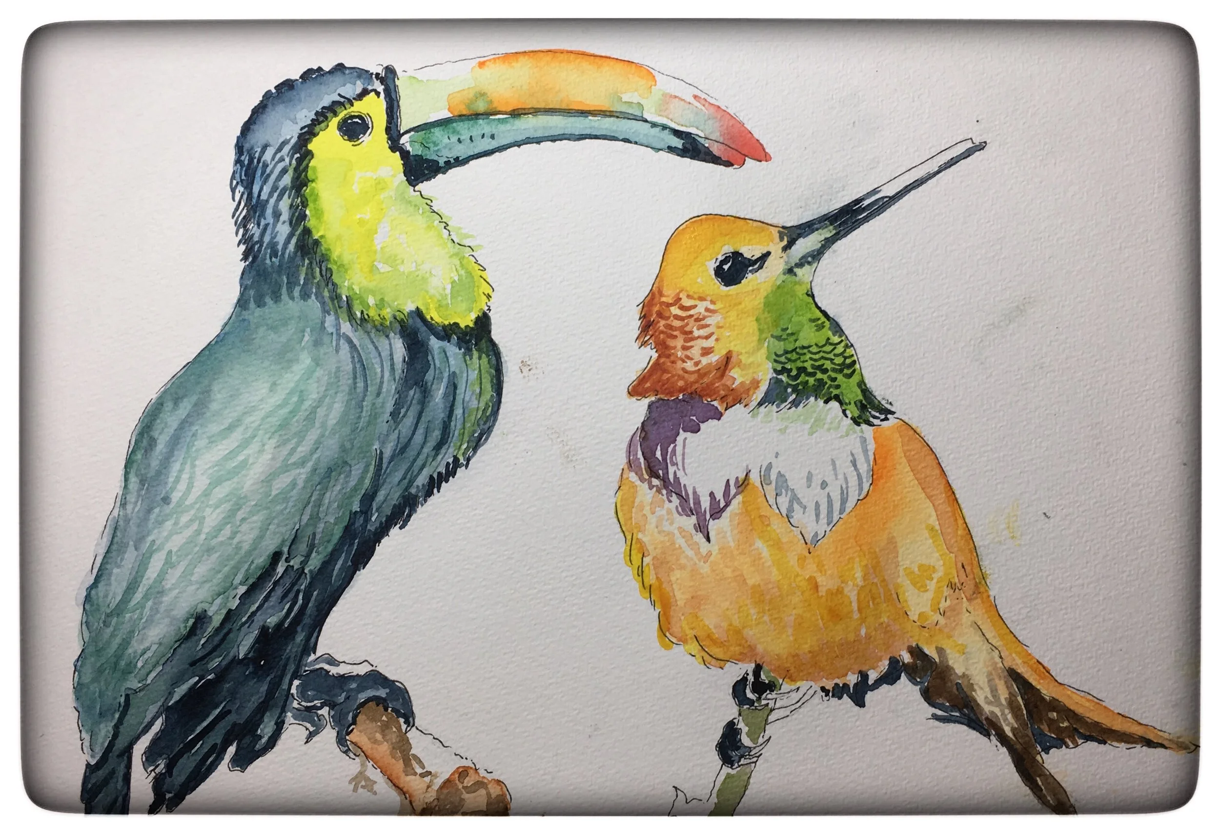 Toucan and Hummingbird Watercolour