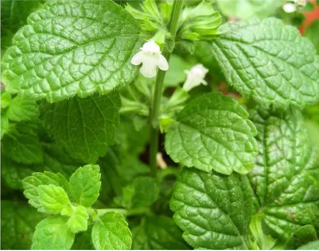 The lemon balm plant (Melissa officinalis)