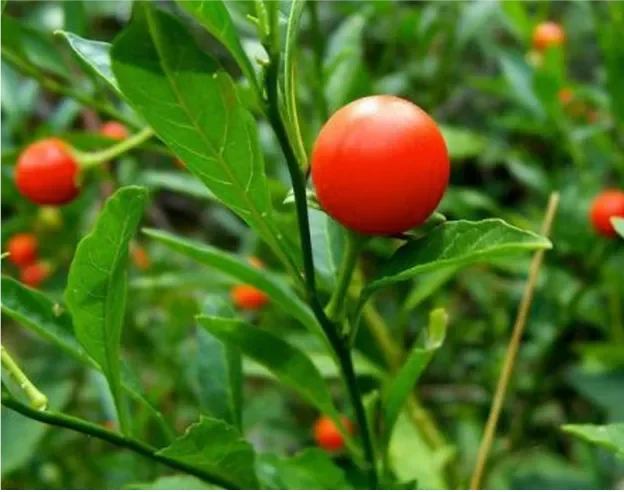 Ashwagandha plant
