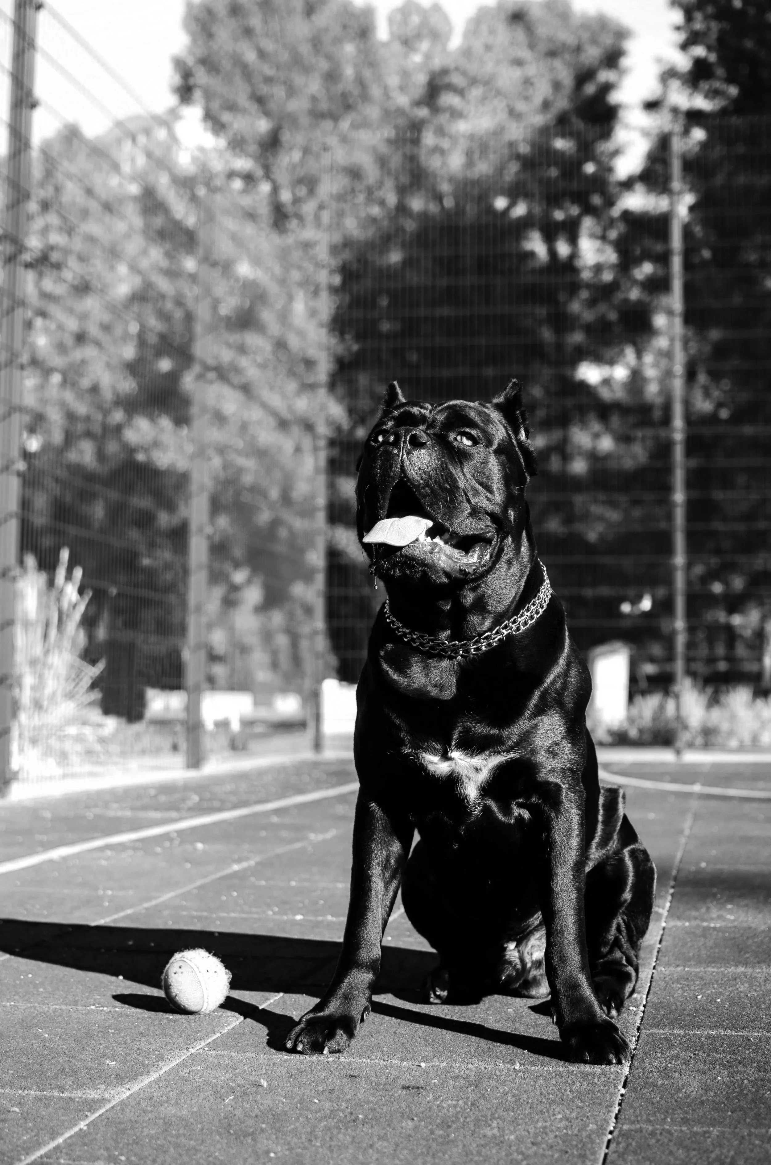 A black dog, possibly a Staffordshire Bull Terrier, sitting on an outdoor paved area with a tennis ball nearby. The dog is panting with its tongue out, wearing a chain collar, and appears to be happy. In the background, there are trees and fencing, all in black and white.