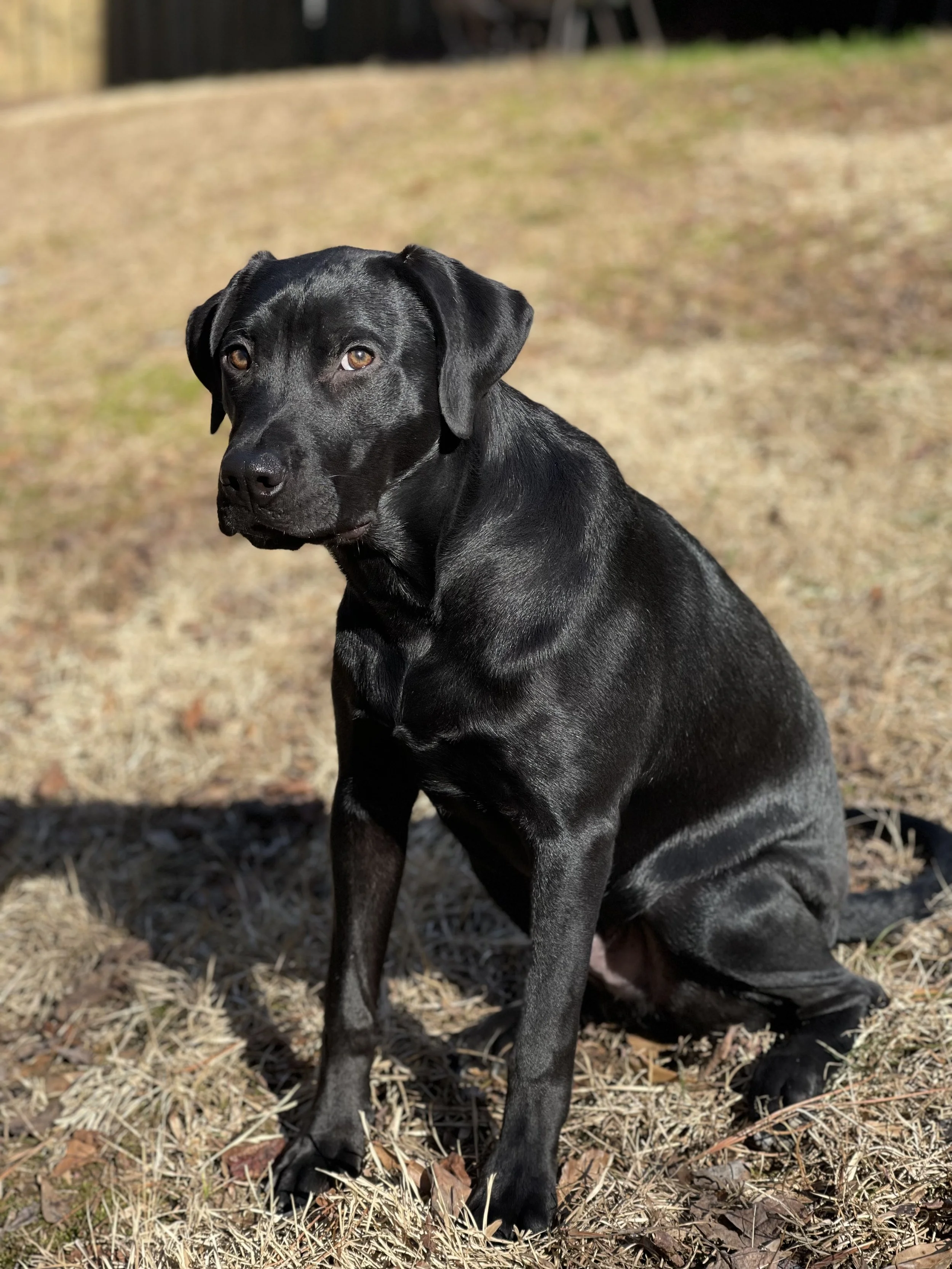 A black Labrador Retriever puppy sitting on dry grass outdoors, looking at the camera with a calm expression.