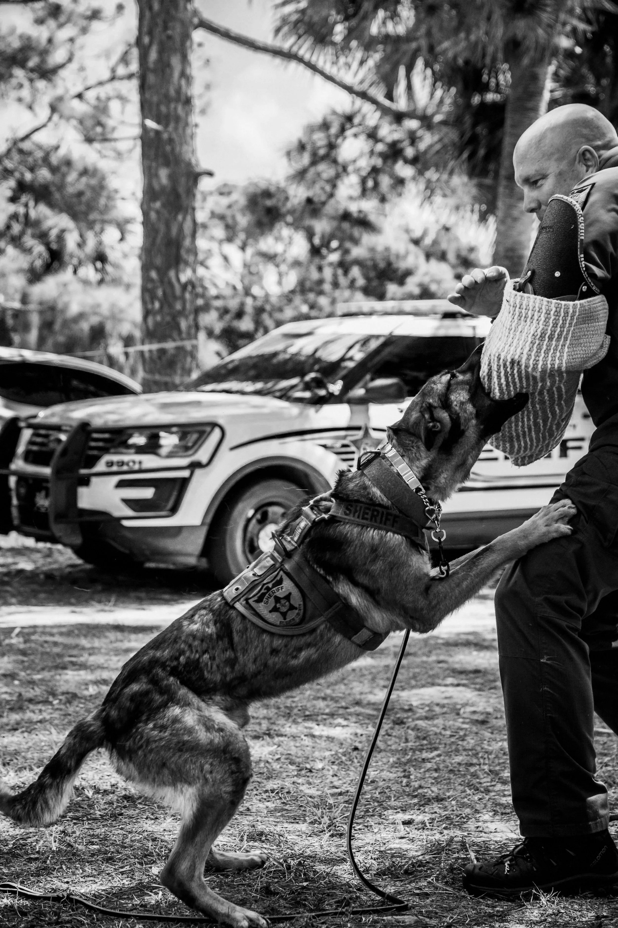 Police / Military Dog Training