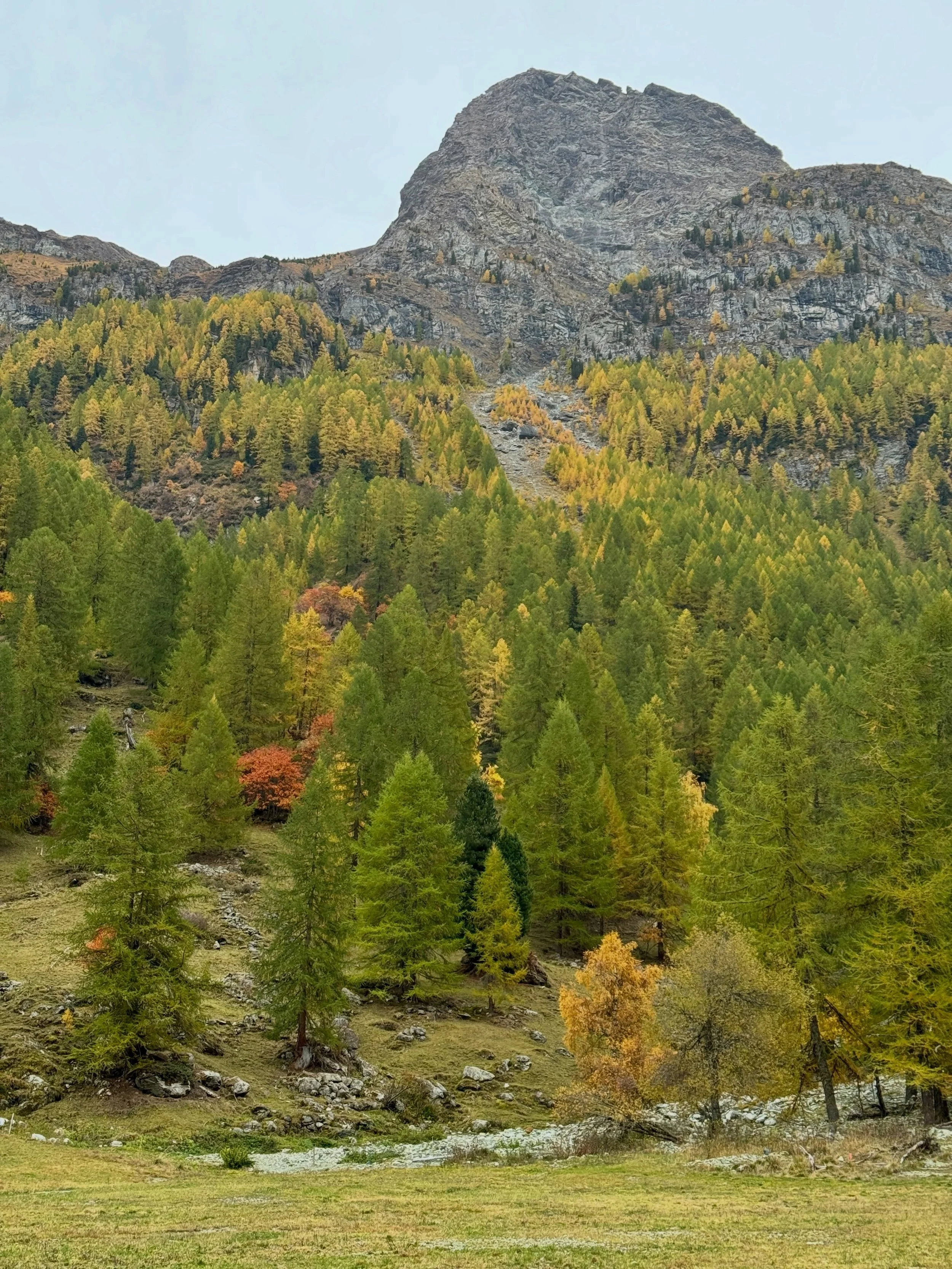 Fall colors are starting to get real in Zinal! The next two weeks should be sublime. I&rsquo;ll be hiking up there most of the coming days, so come along and join the fun! 

It&rsquo;s snowing up high today, and should be clear and sunny tomorrow to 
