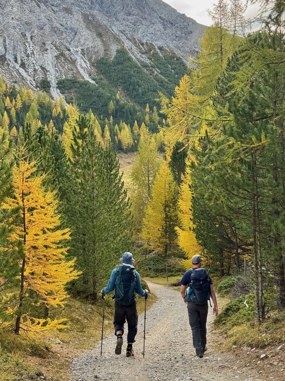 hikers in Arolla pine and golden yellow larch in the Alps