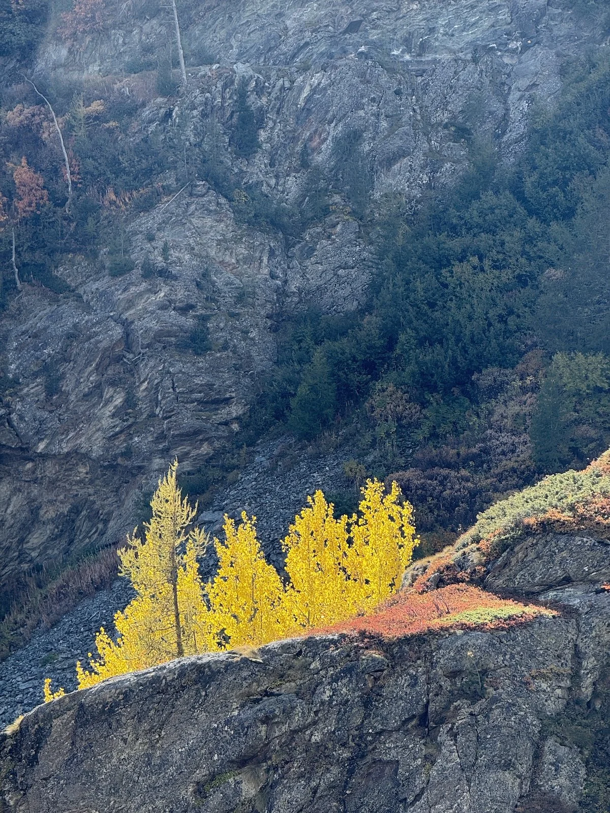 bright yellow trees in front of a cliff
