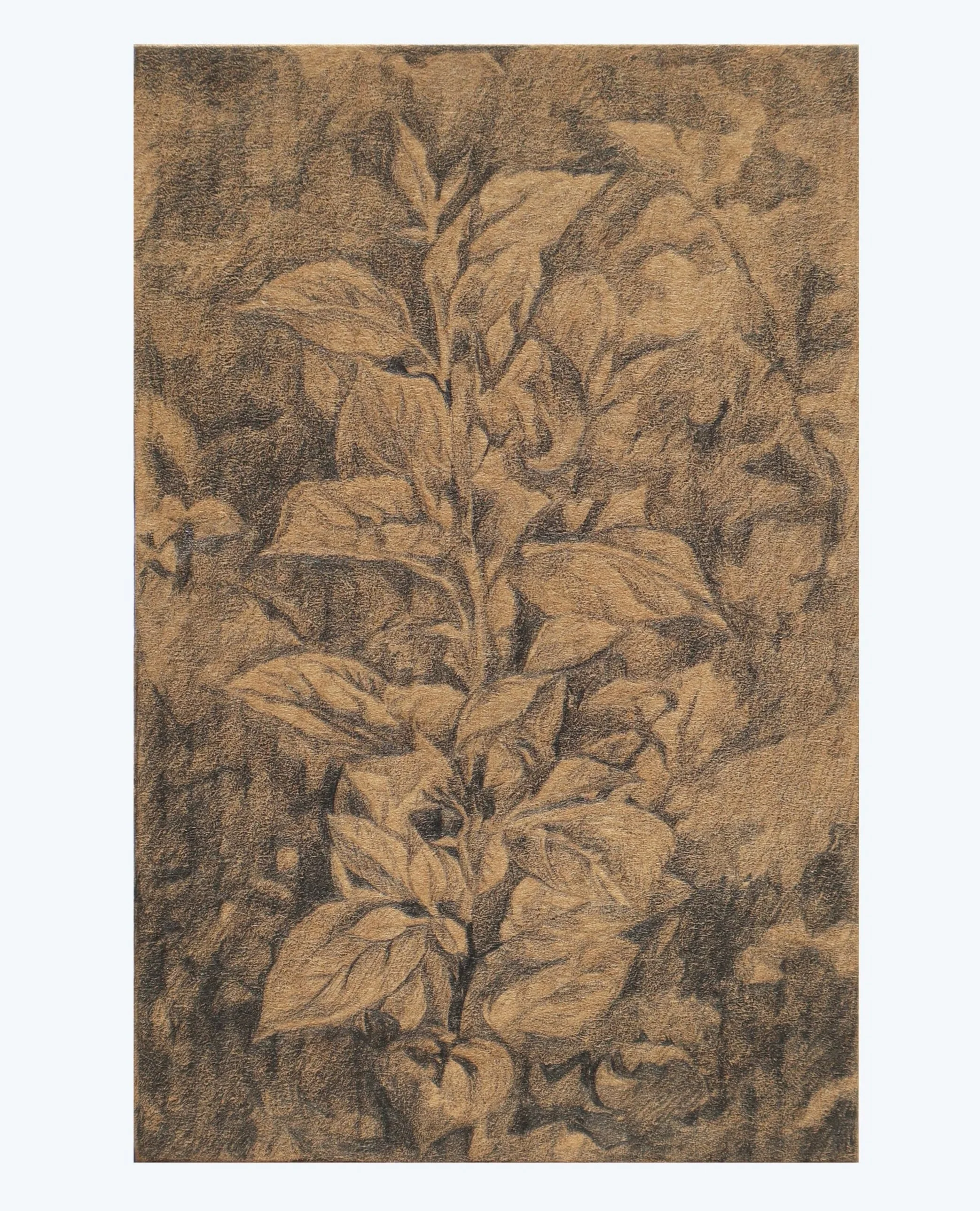 Young Apple Tree. Pencil on cardboard - Coral Harding (@coralhardingart)