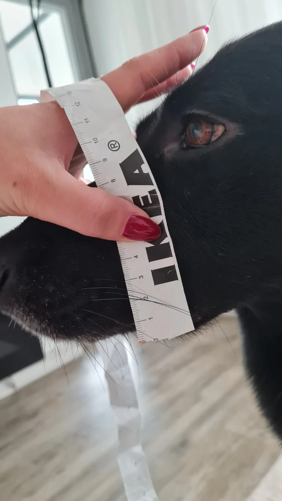Nahaufnahme eines Kopfes eines schwarzen Hundes, der mit einem Maßband vermessen wird, um die Höhe der Schnauze zu messen.