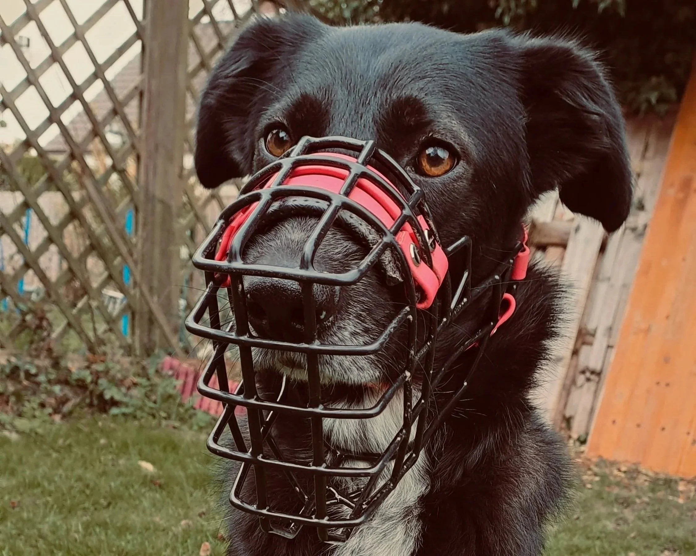 Entspannter Hund mit einem gut sitzenden Maulkorb im Garten.