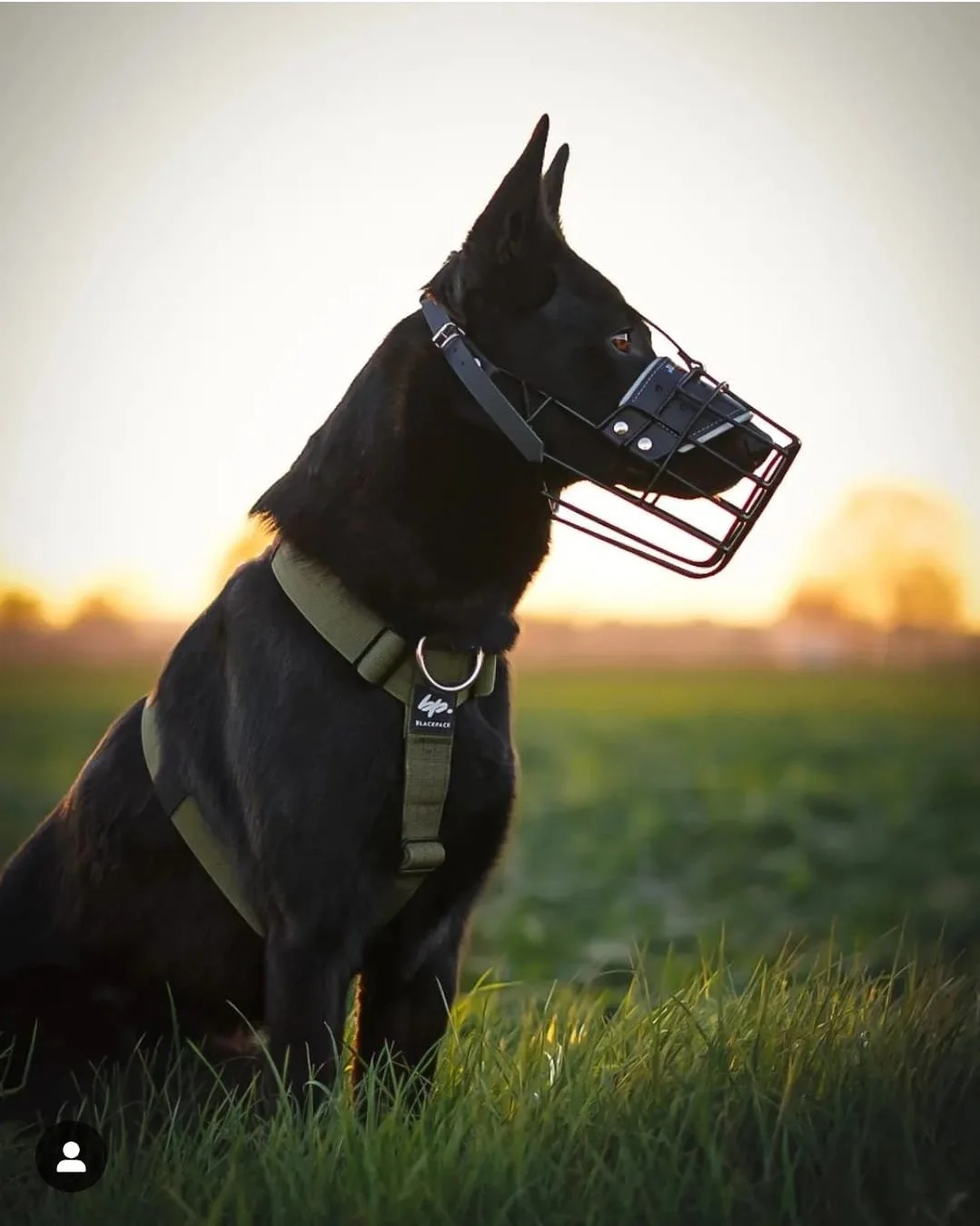 Schwarzer Hund mit etwas zu kleinem Maulkorb sitzt im Grünen bei Sonnenuntergang, im Freien, ruhiges Umfeld.