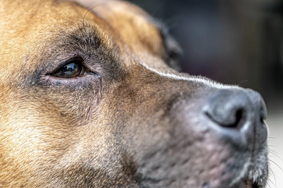 Nahaufnahme eines Hundes, der entspannt und nachdenklich aussieht.