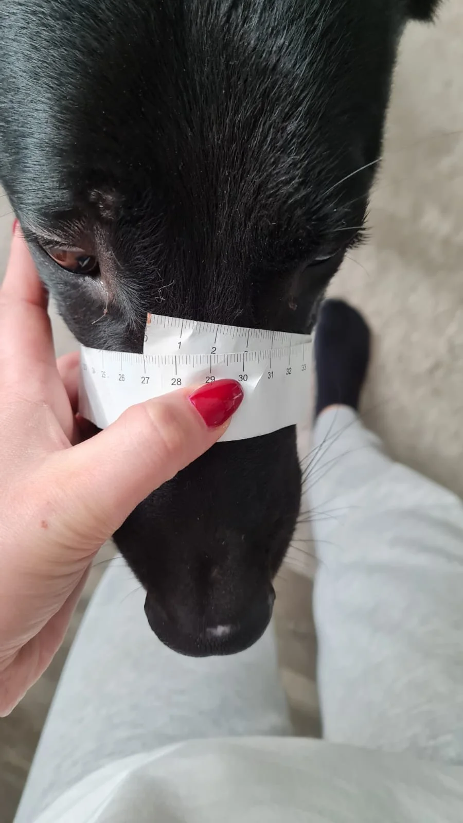 Nahaufnahme eines Kopfes eines schwarzen Hundes mit einer Hand, die den Umfang der Schnauze ausmisst.