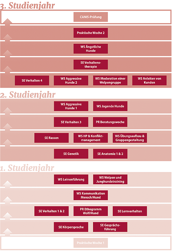 Tabellarischer Studienplan für ein Studium im Bereich Hundetraining und Verhaltensberatung, aufgeteilt in drei Studienjahre mit Kursen zu Verhaltenspsychologie, Hundeverhalten, Anatomie, Kommunikation und praktische Wochen.