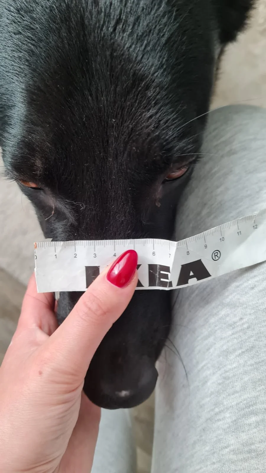Nahaufnahme eines Kopfes eines schwarzen Hundes, der mit einem Maßband vermessen wird, um die Breite der Schnauze zu messen.