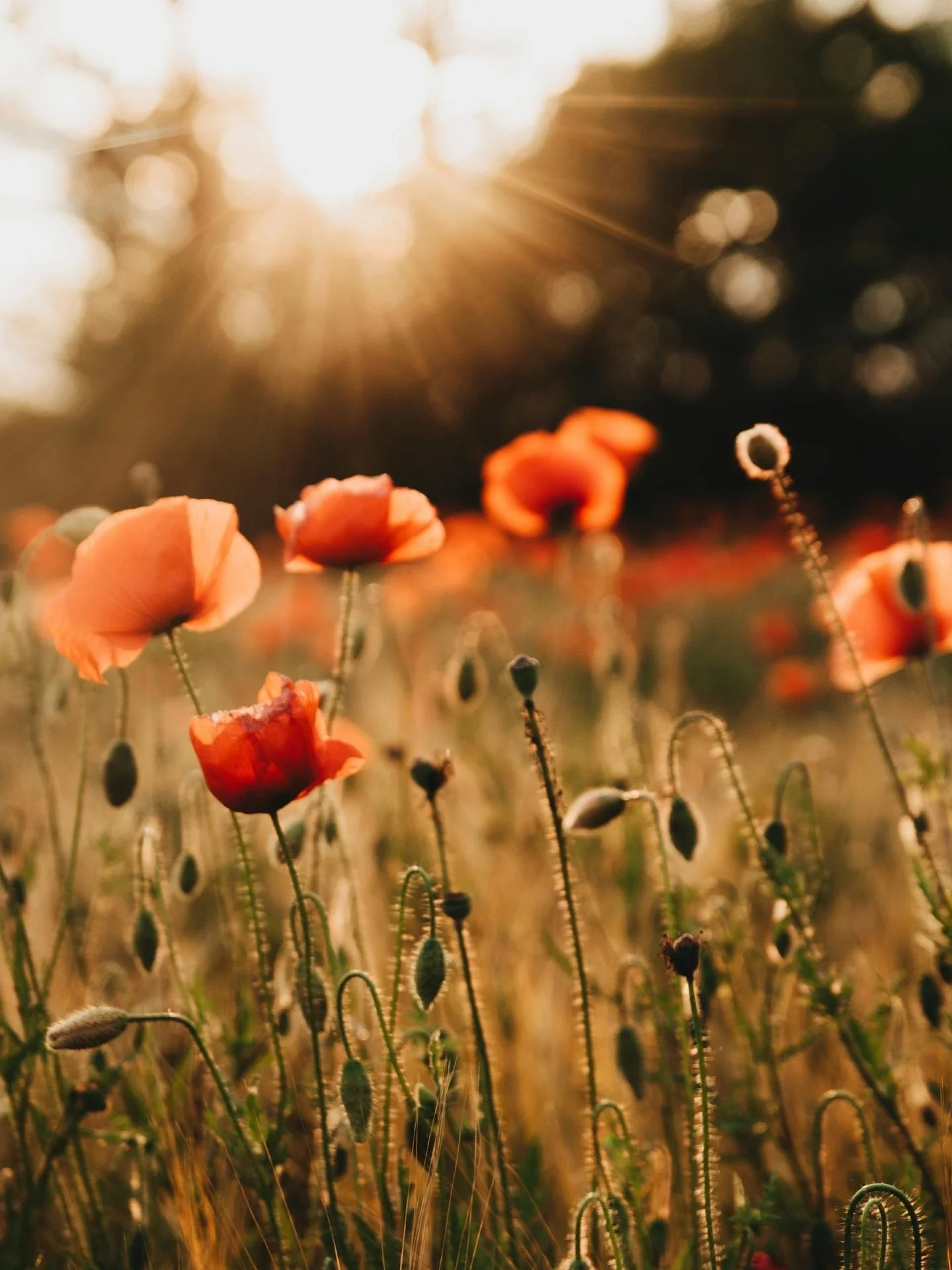 We pause today to remember and give thanks. 

#RemembranceDay #LestWeForget #CollinsBespoke