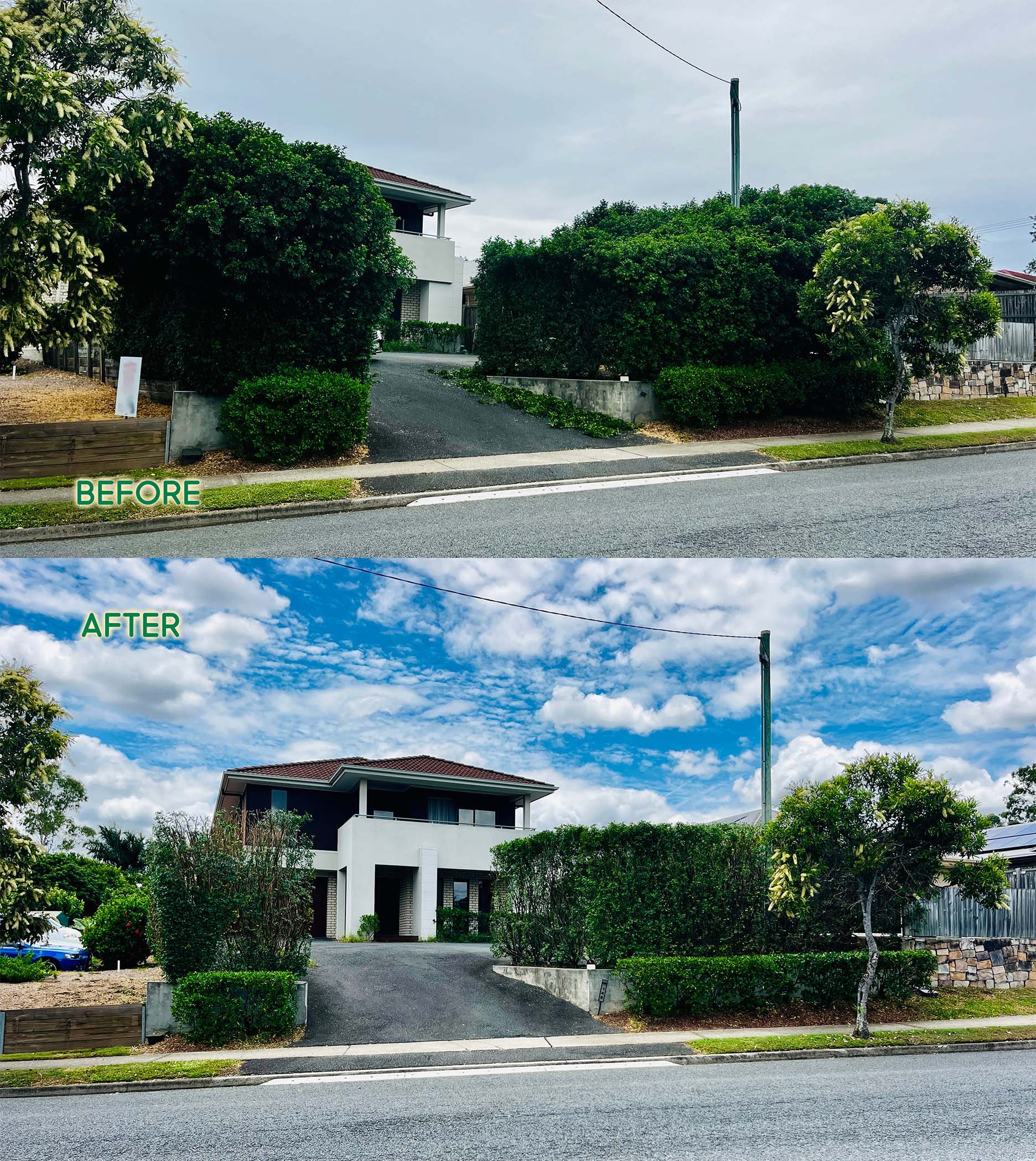 Major Orange Jasmine (Murraya) transformation