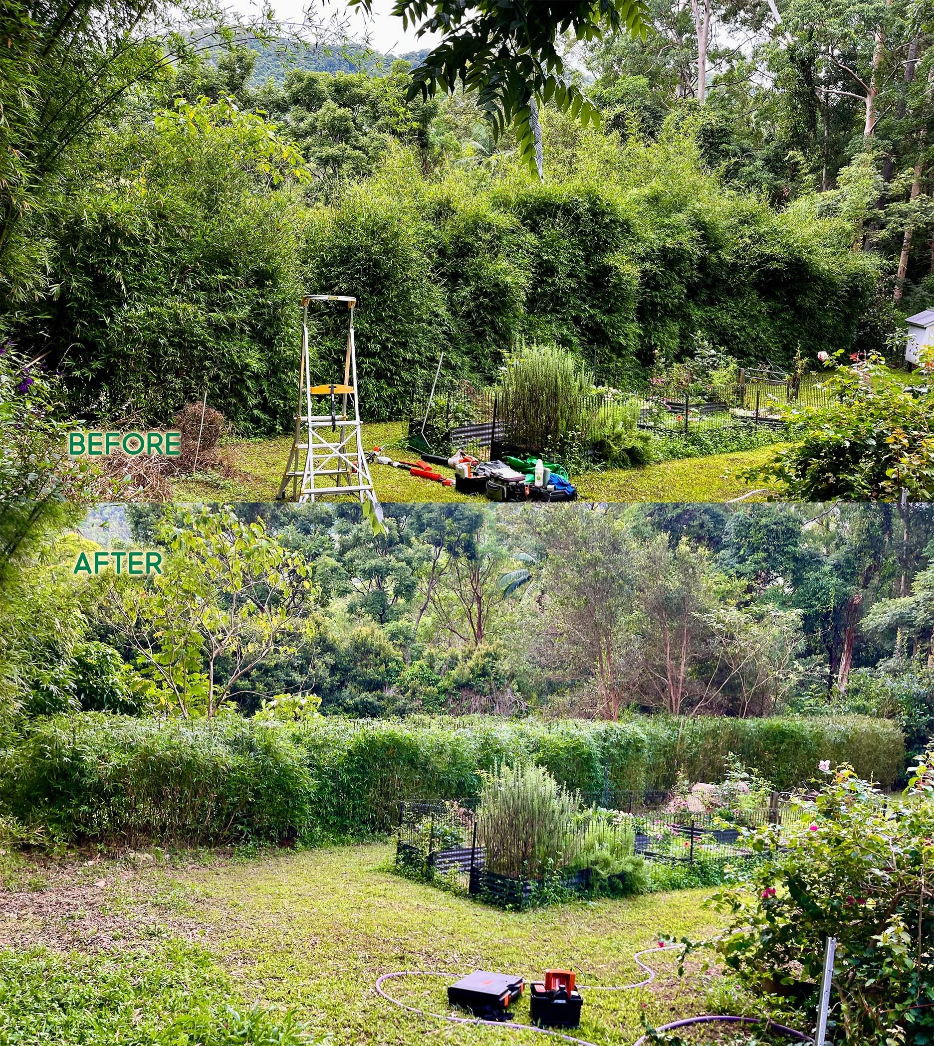 Taming a massive bamboo