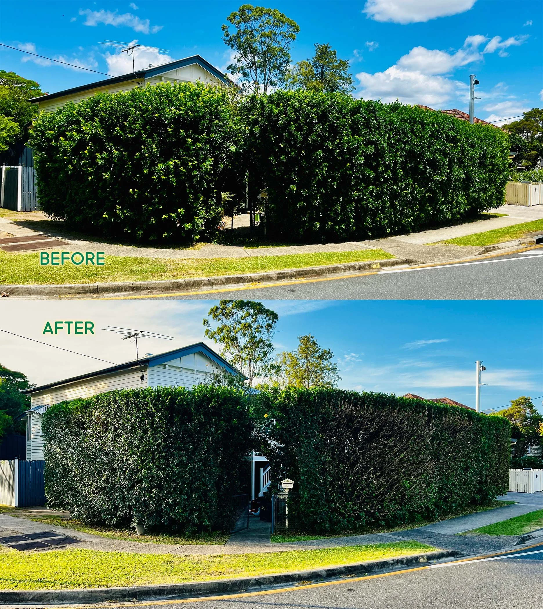 Before and after photos of a tall 3.5m Murraya hedge freshly reset and now straight