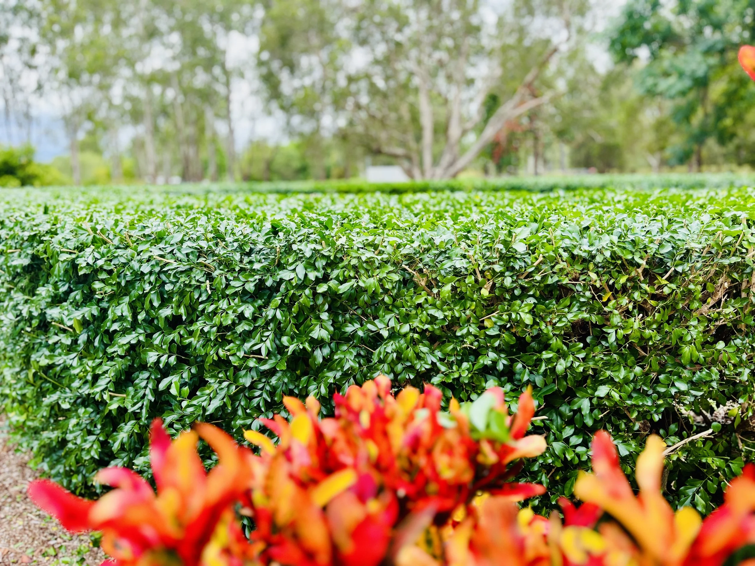 Round Murraya hedge reset