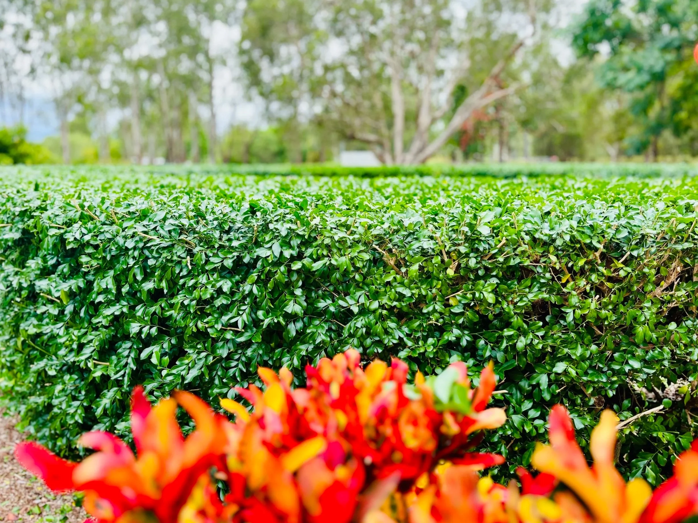 Circular Orange Jasmine hedge surrounding a below ground rain water tank