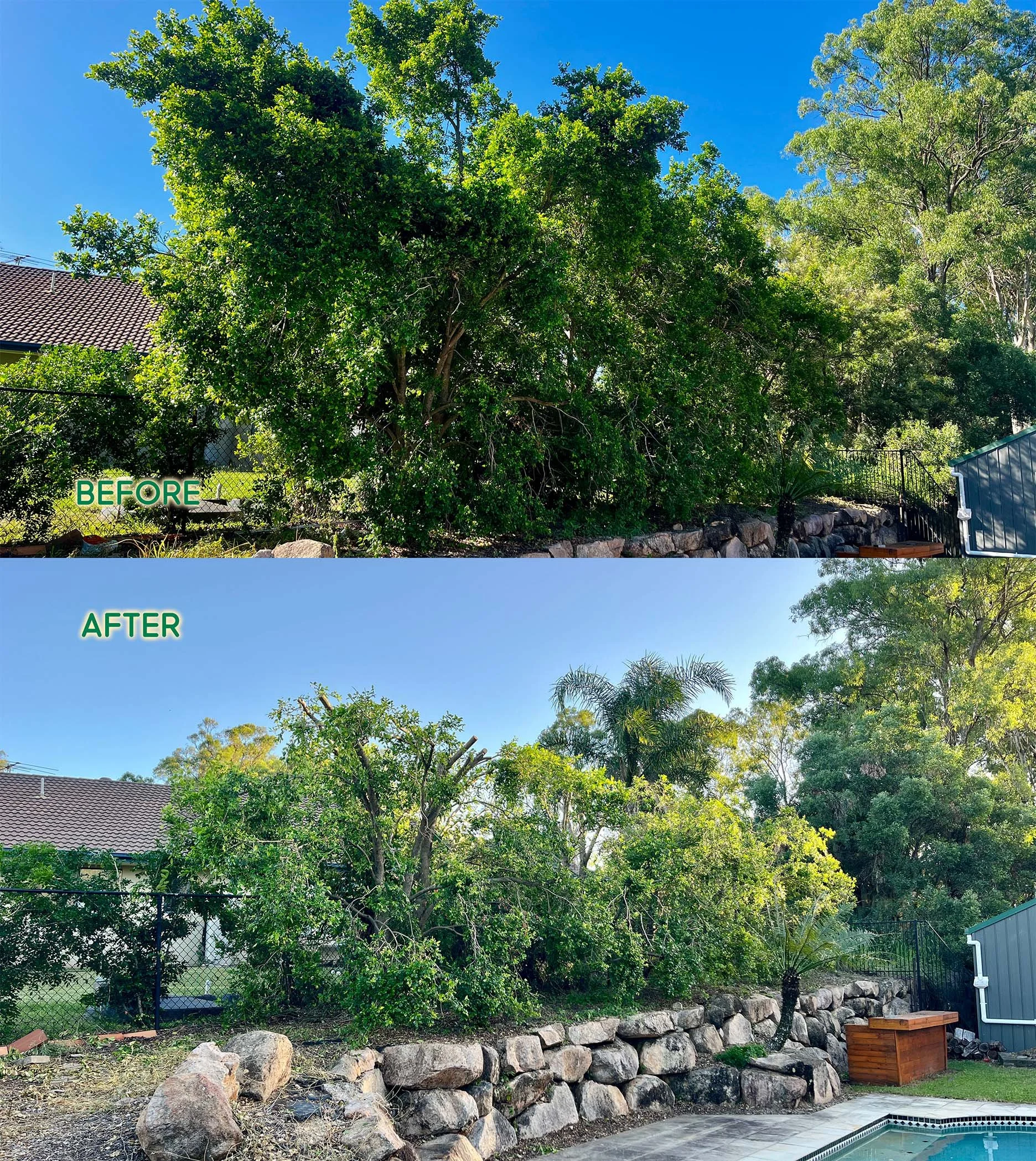 6 plus metre Lilly Pillys, completely transformed