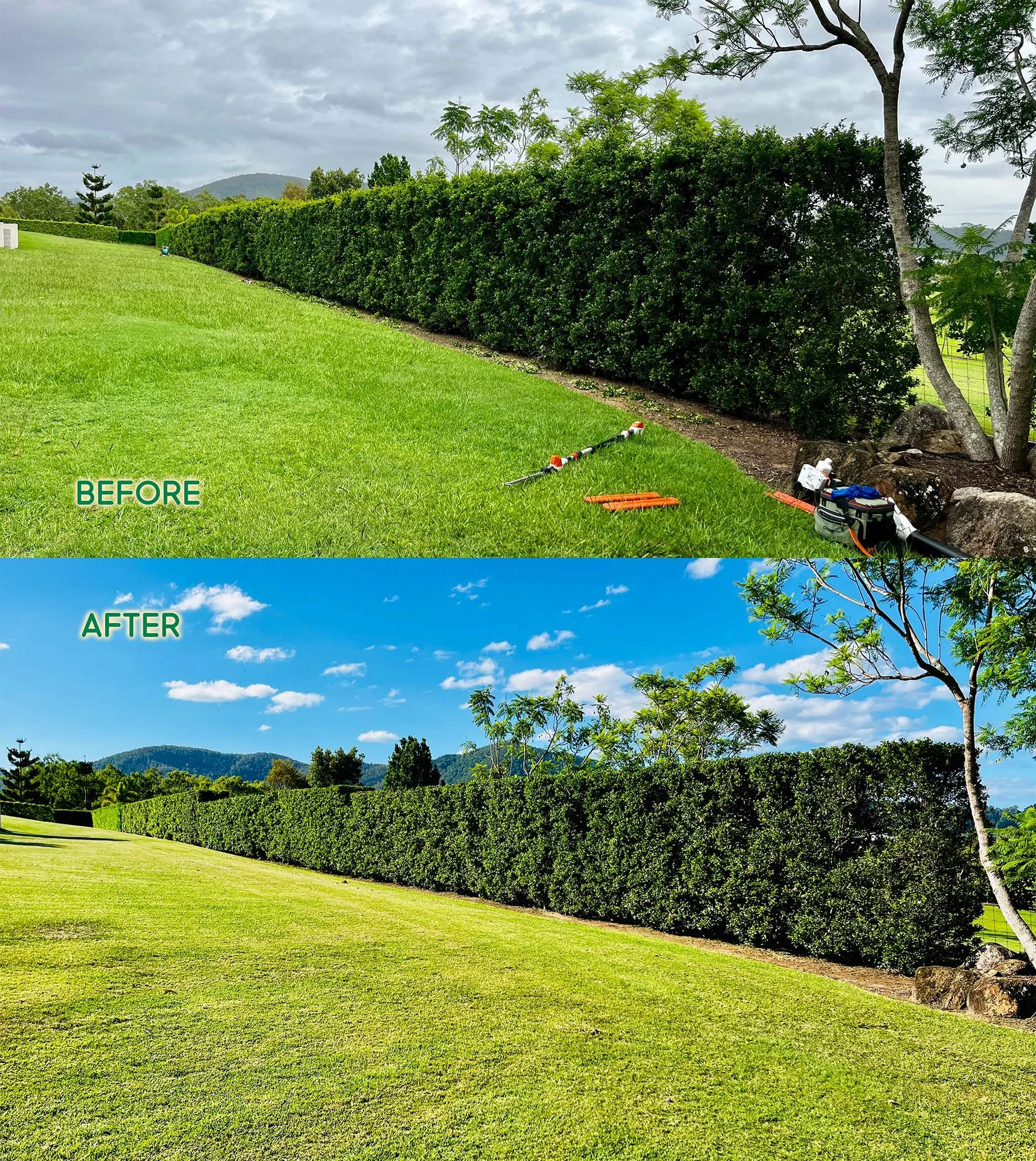 Another 60 plus metre hedge, Lilly Pilly before and after photos