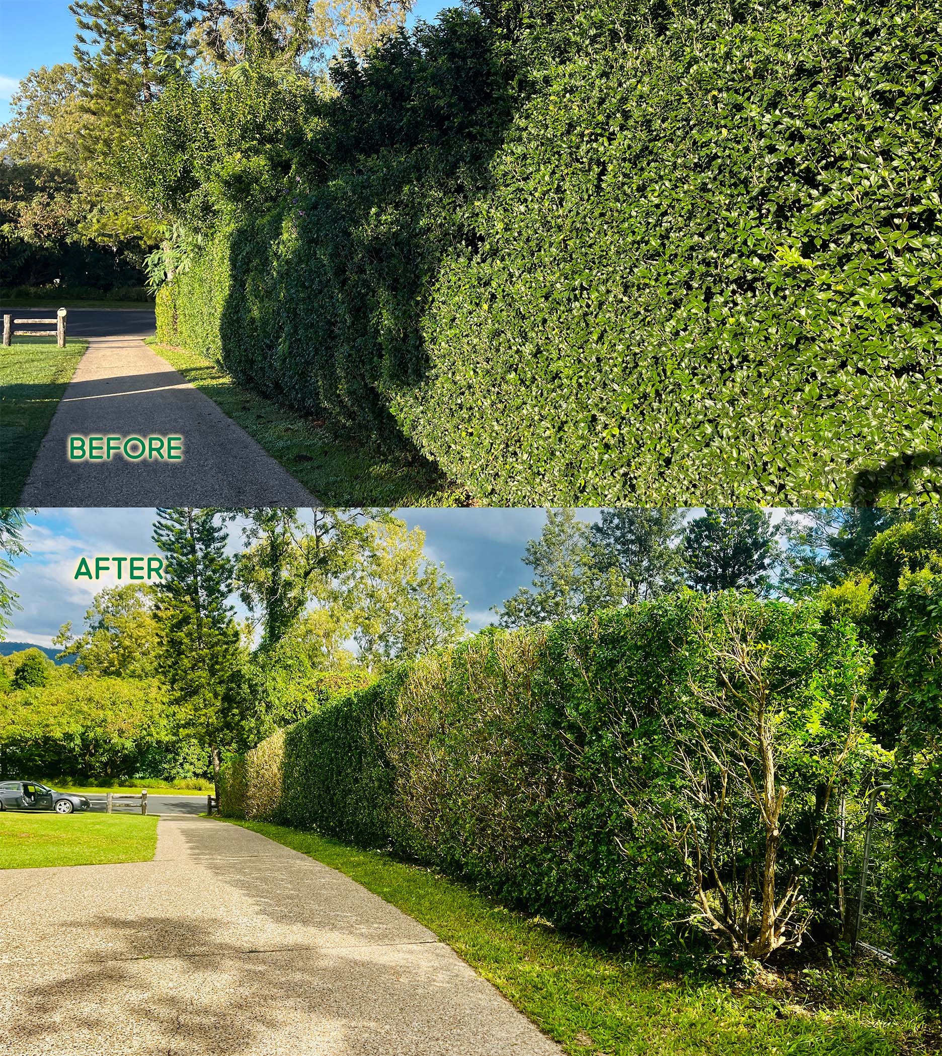Major reset of driveway Murraya hedge