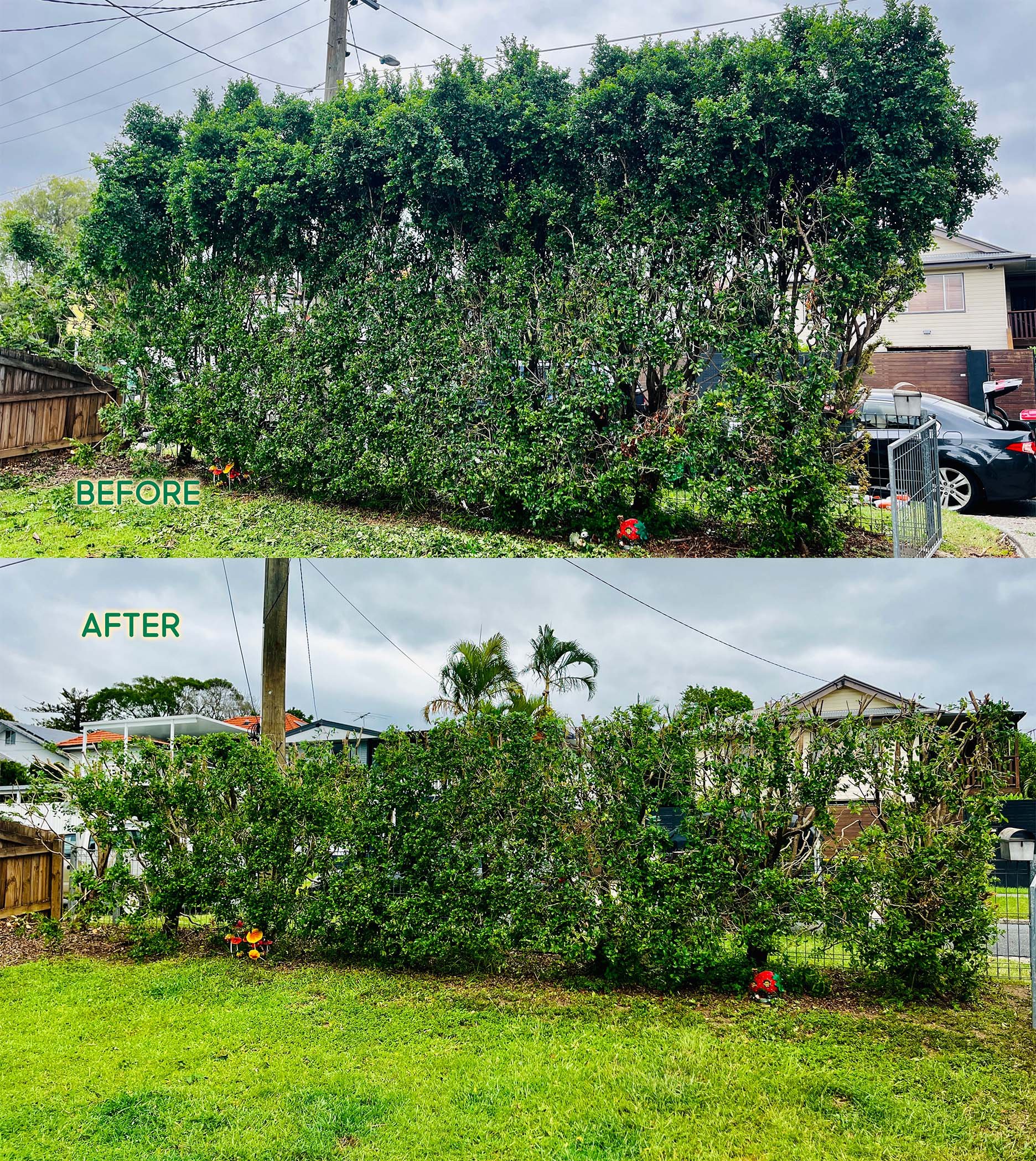 Another Lilly Pilly reduction and reset