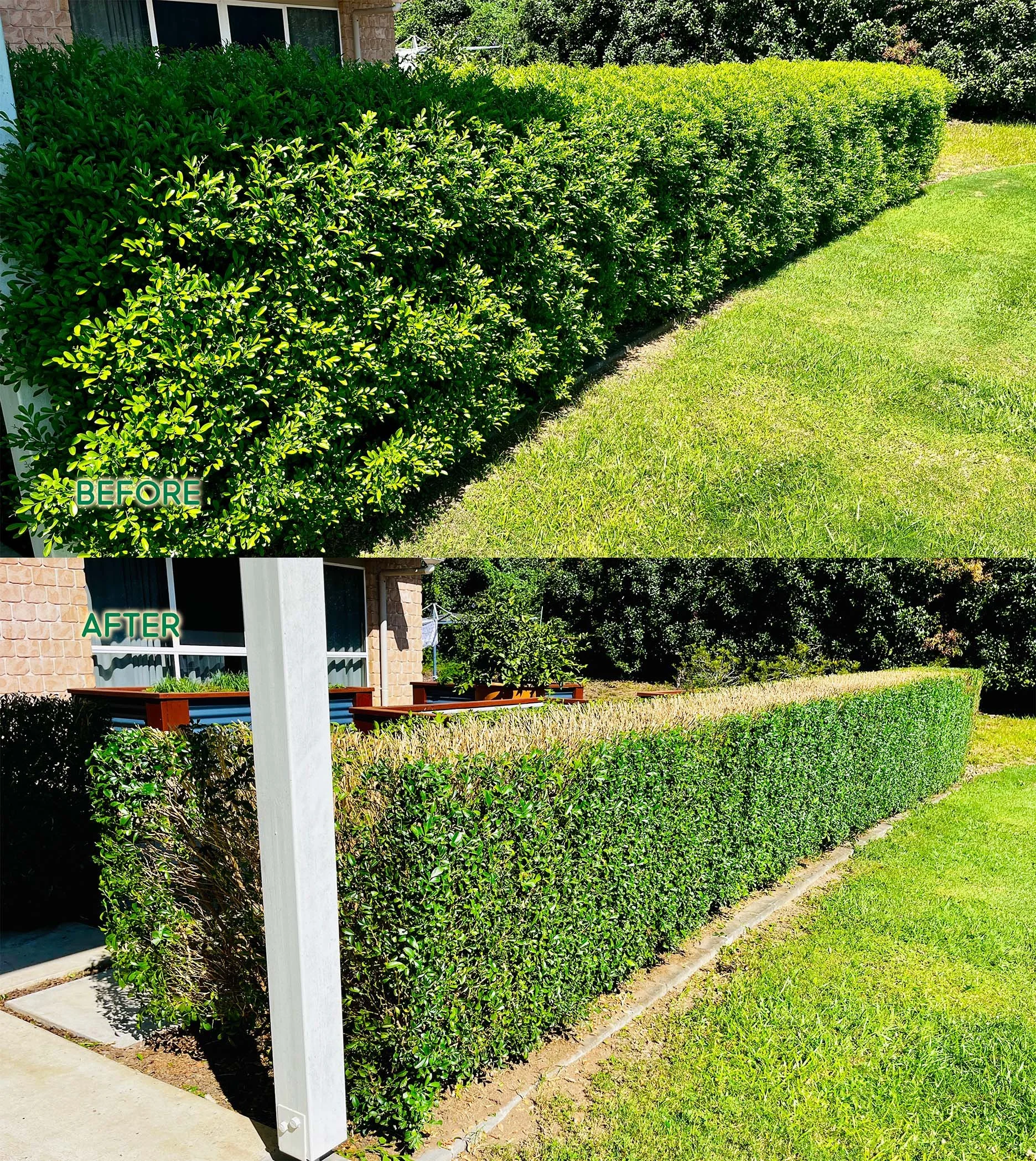 Resetting of backyard Murraya
