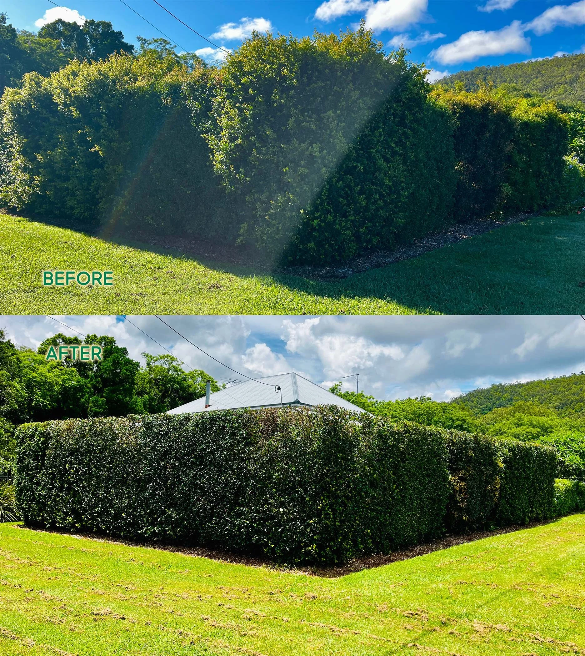 Big 3m high front hedge reset