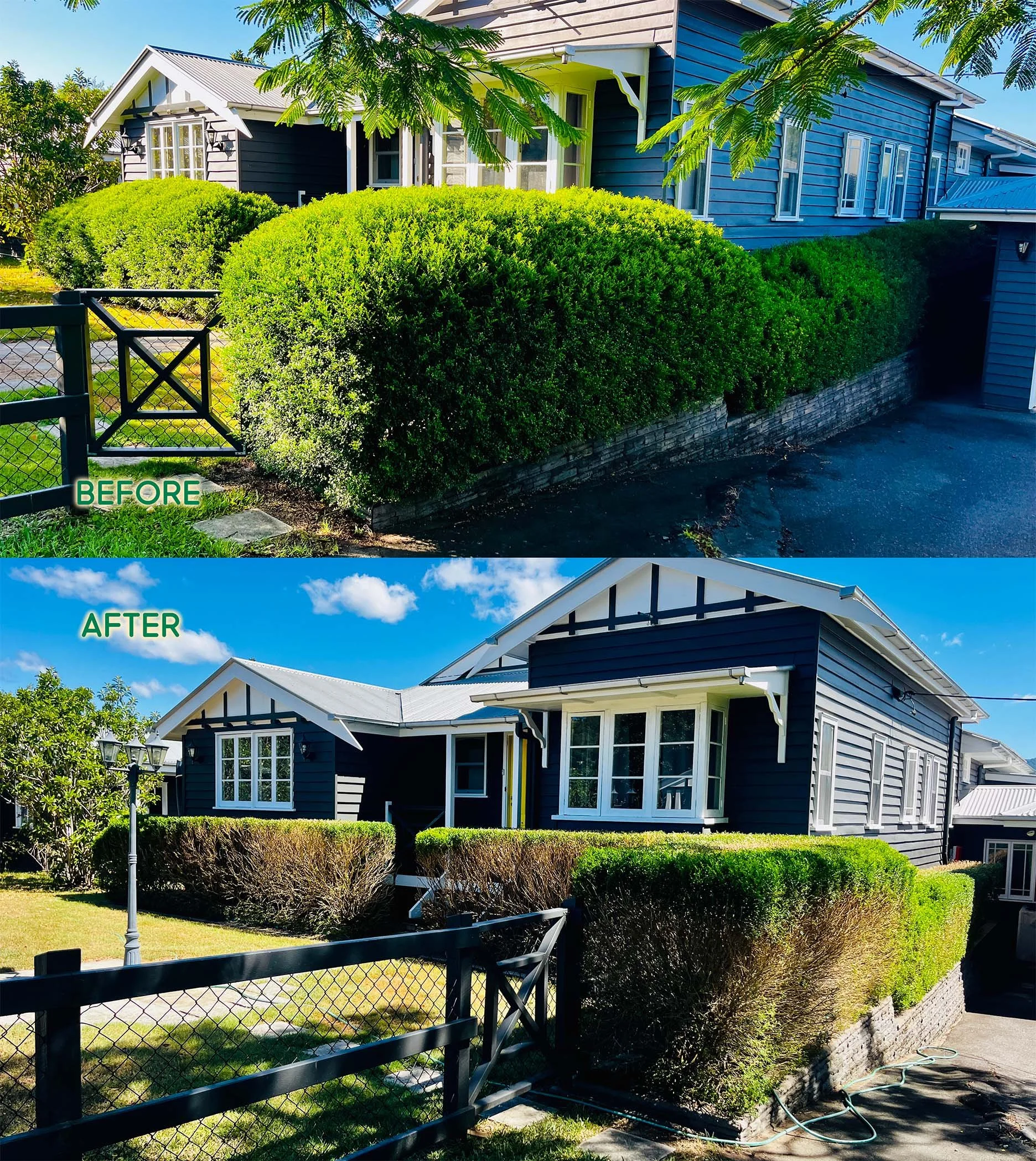 Orange Jasmine (Murraya) reset, always a treat to work with.