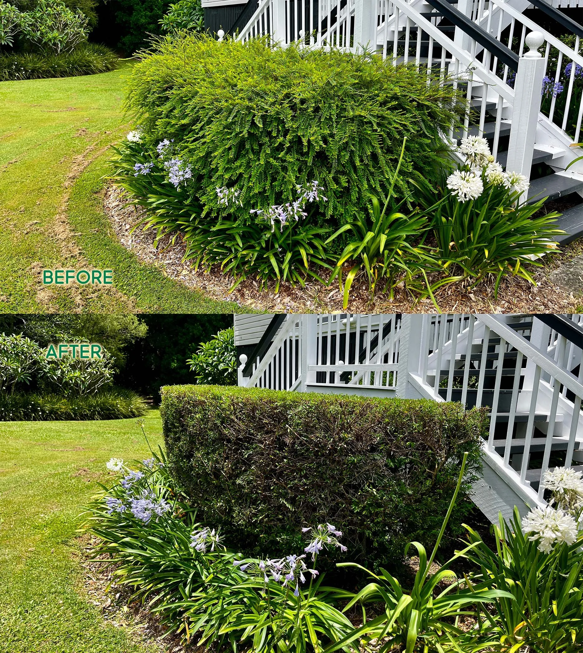Curved hedge trimmed back into shape
