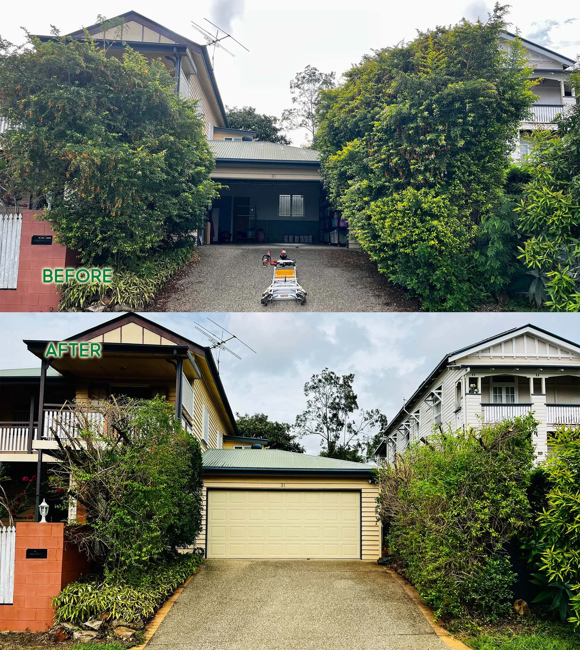 Major reset of overgrown Duranta along driveway