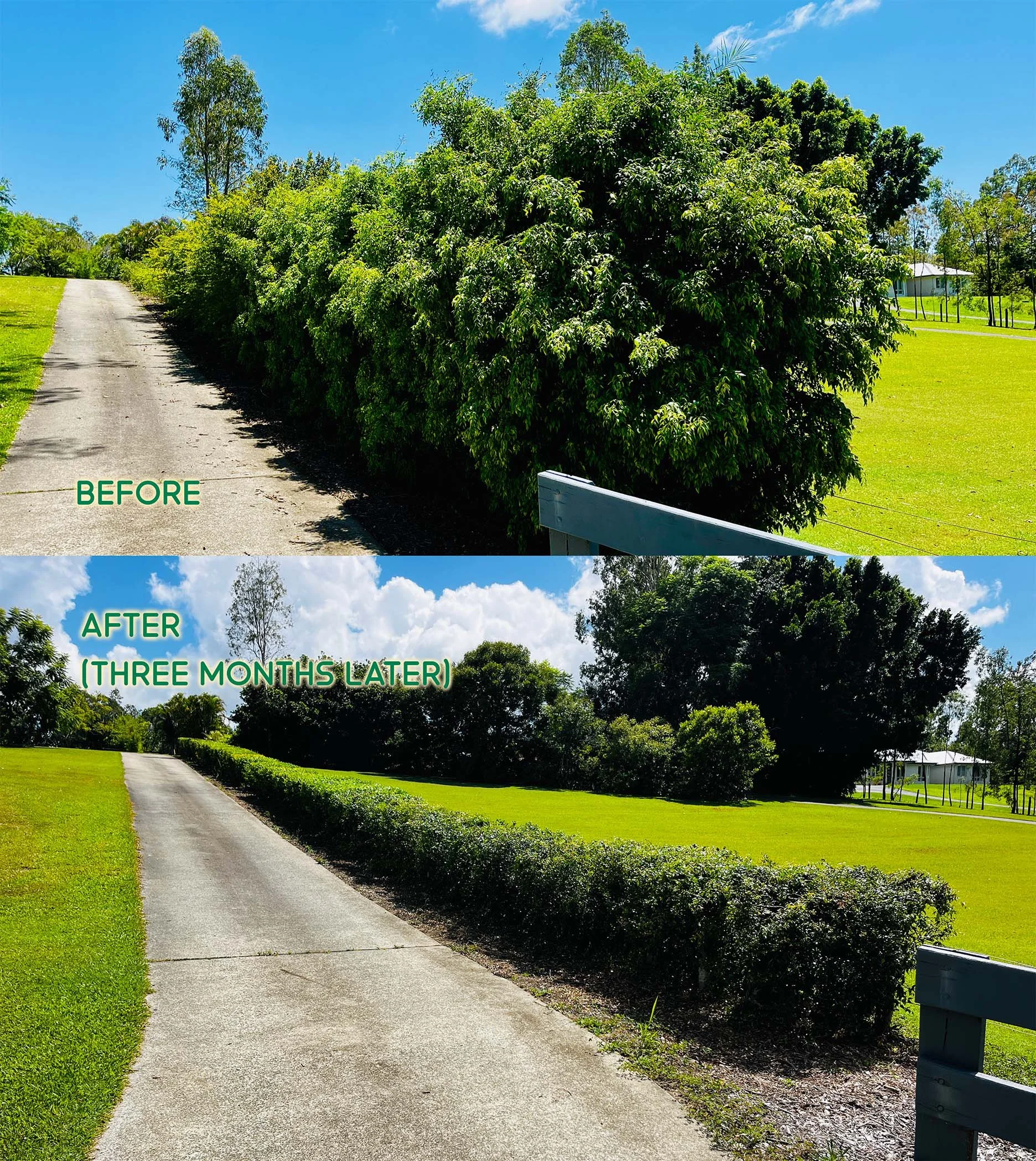 Major hedge trim, 3-3.5m to 1.2m, 60m long