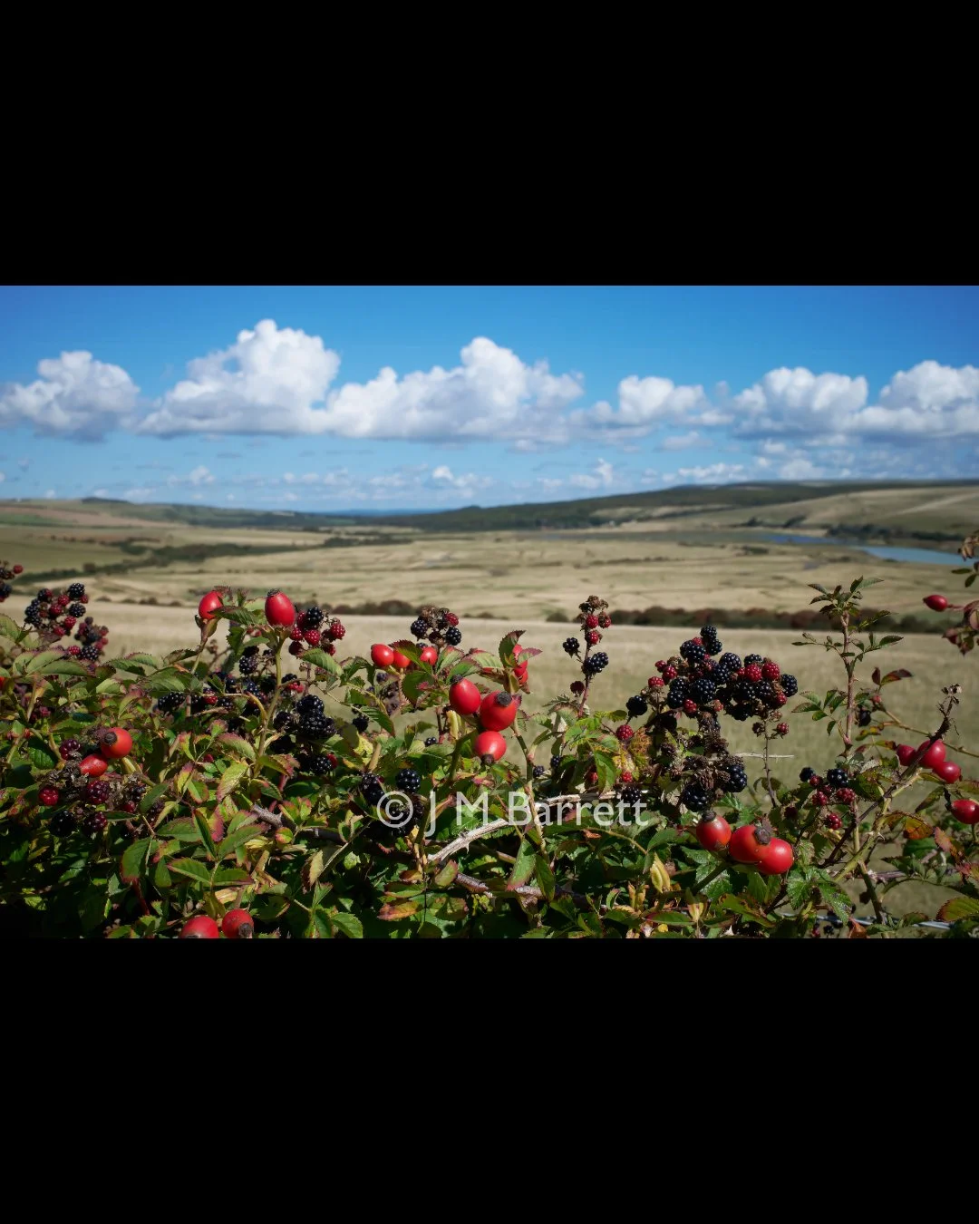 Blackberries and red berries grow on bushes in the foreground with a rural landscape and blue sky with white clouds in the background.
