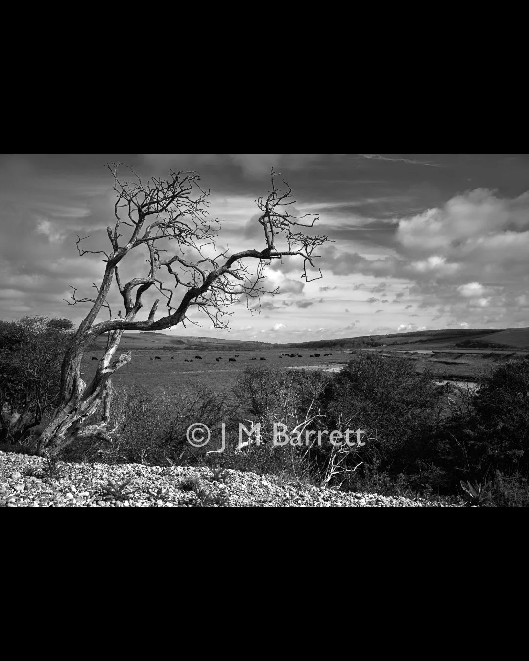 Black and white photograph of a barren, twisted tree in the foreground with rolling hills and a cloudy sky in the background, waterfowl in the distance.